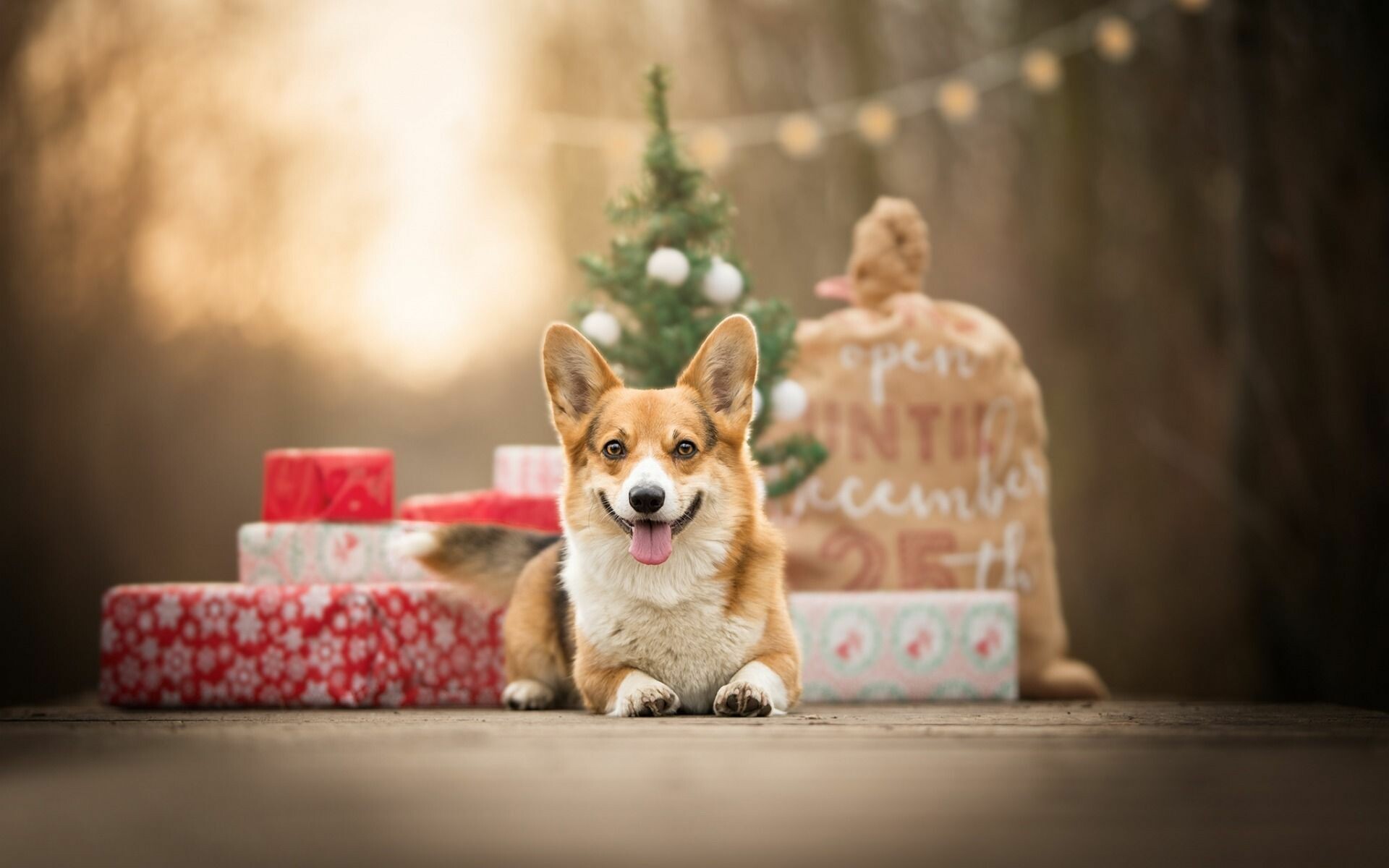 Christmas, Corgis Wallpaper, 1920x1200 HD Desktop