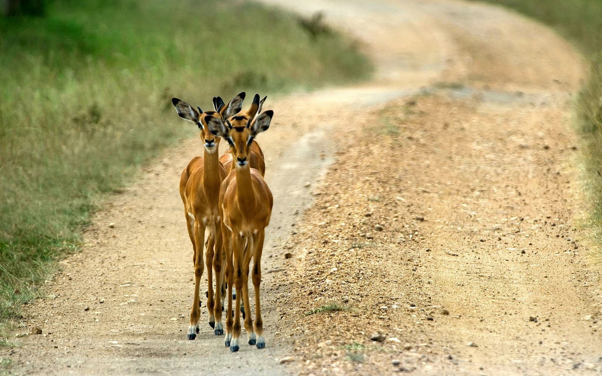 Uganda travels, Animals, Road scenes, Impala, 1920x1200 HD Desktop