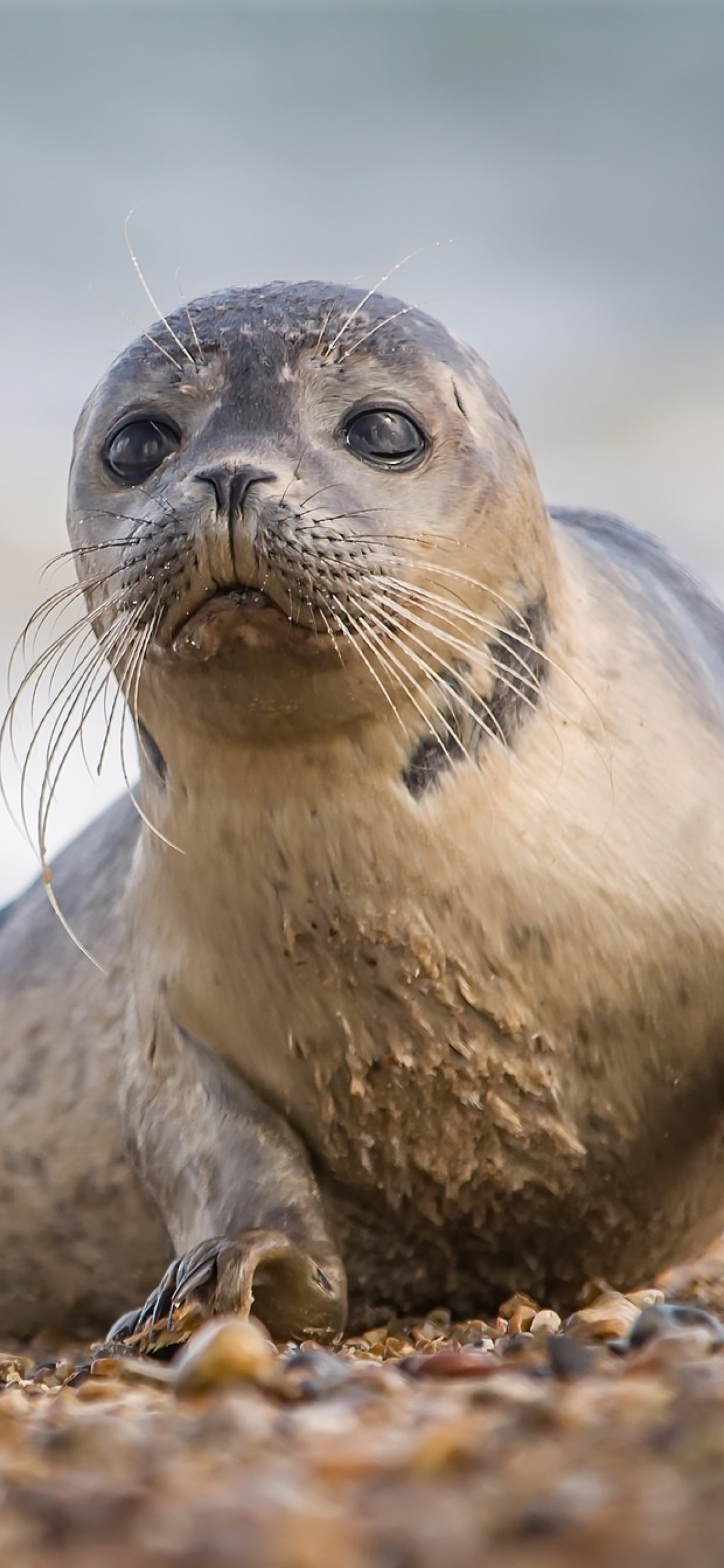 Coastal seal portrait, Iphone 12 pro wallpaper, Perfect beach moment, Captivating subject, 1170x2540 HD Phone