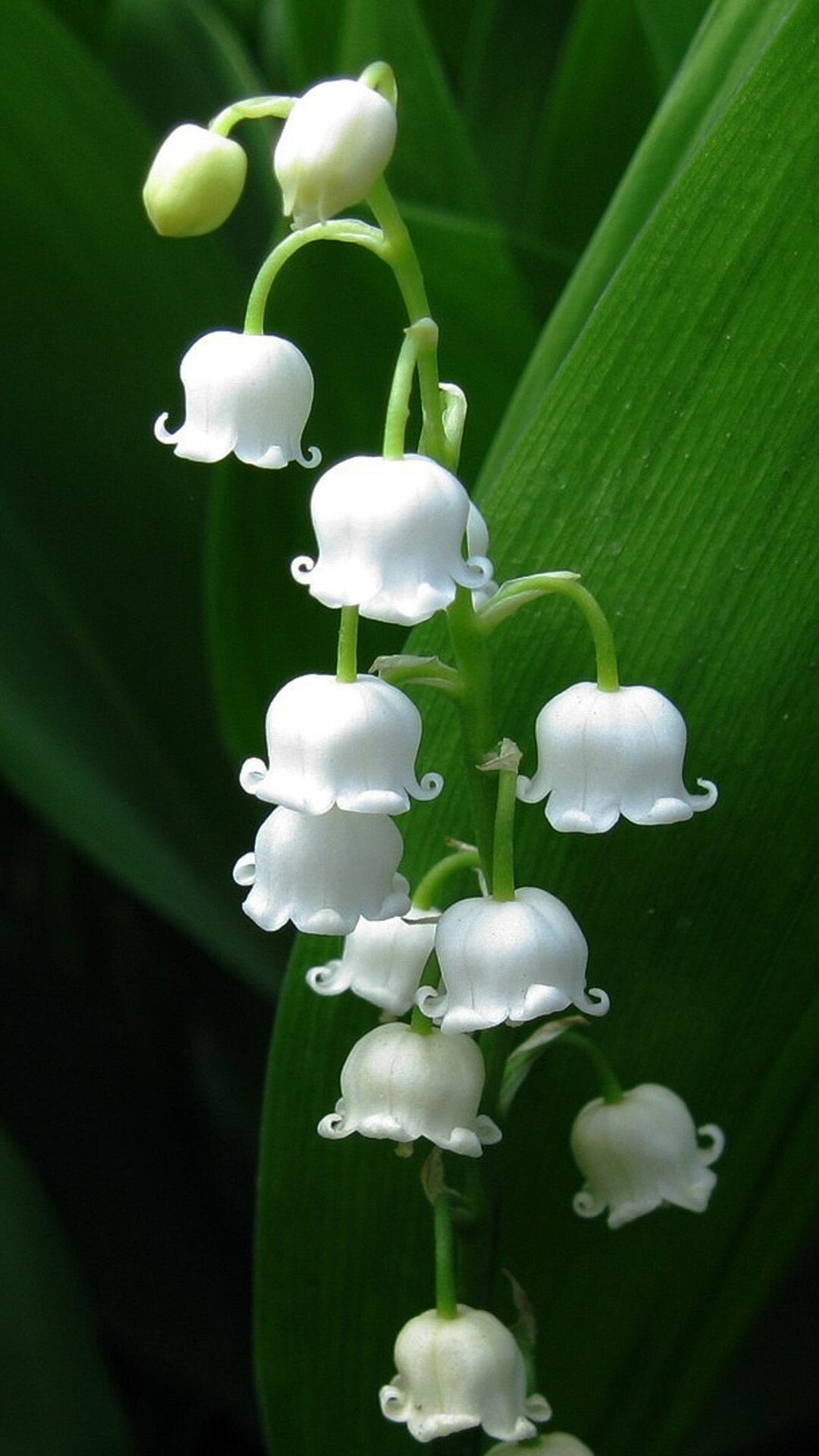 Lily of the Valley, Nature's beauty, Vikings inspiration, Delicate flowers, 1080x1920 Full HD Phone