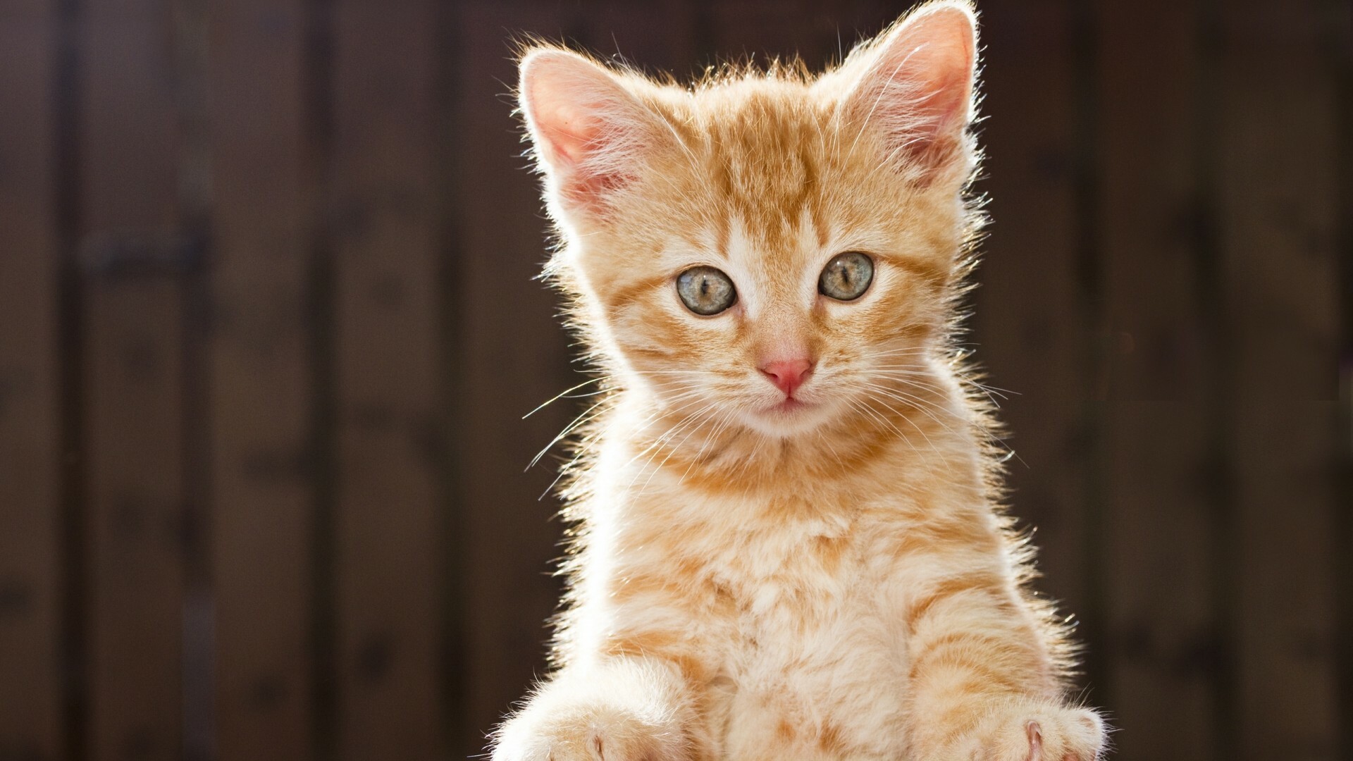 Cute kitten wallpaper, Steemit, Cute kitten, Wallpaper, 1920x1080 Full HD Desktop