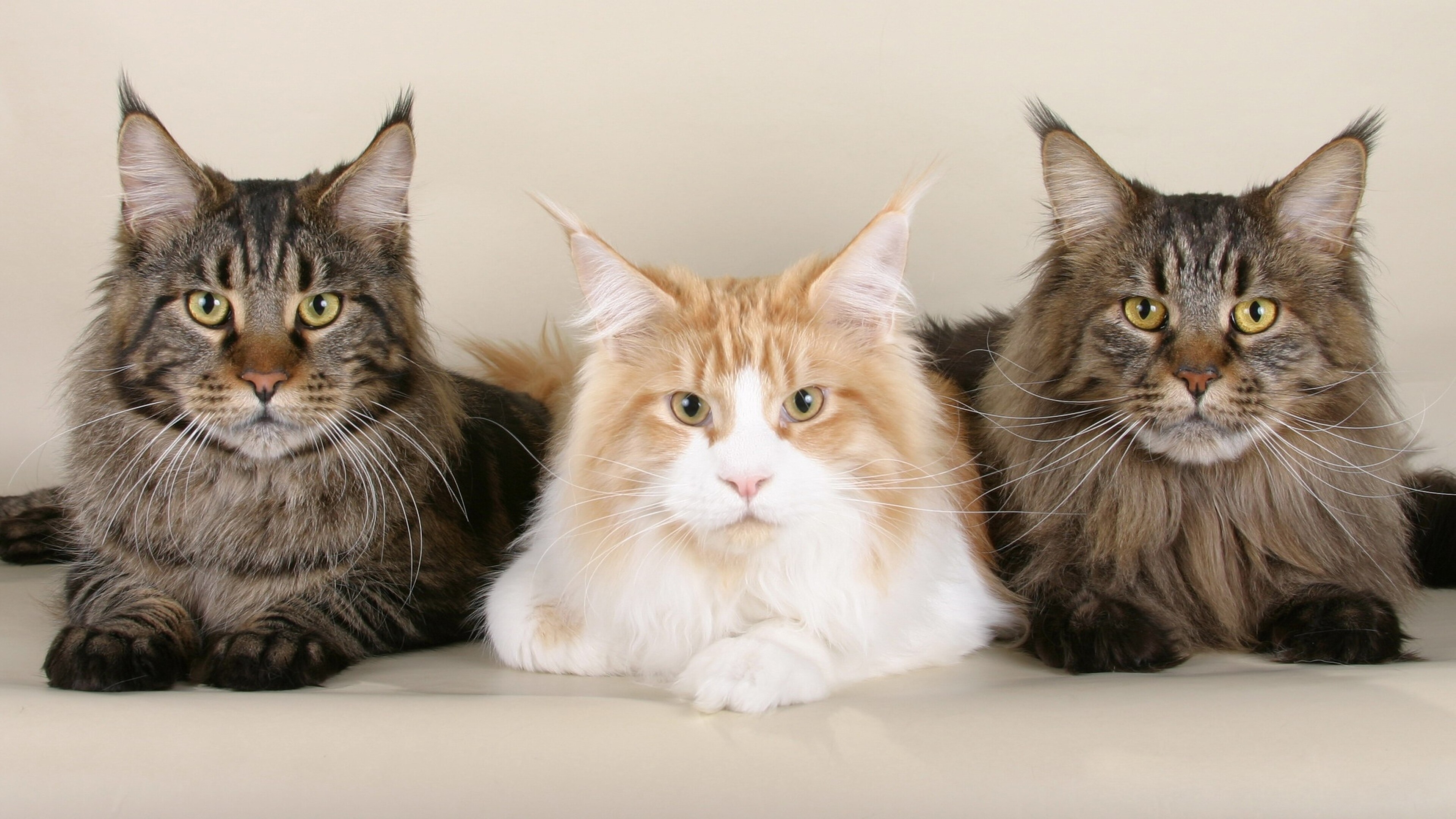 4K cat wallpapers, Aesthetic appeal, Feline fascination, Desktop delight, 3840x2160 4K Desktop