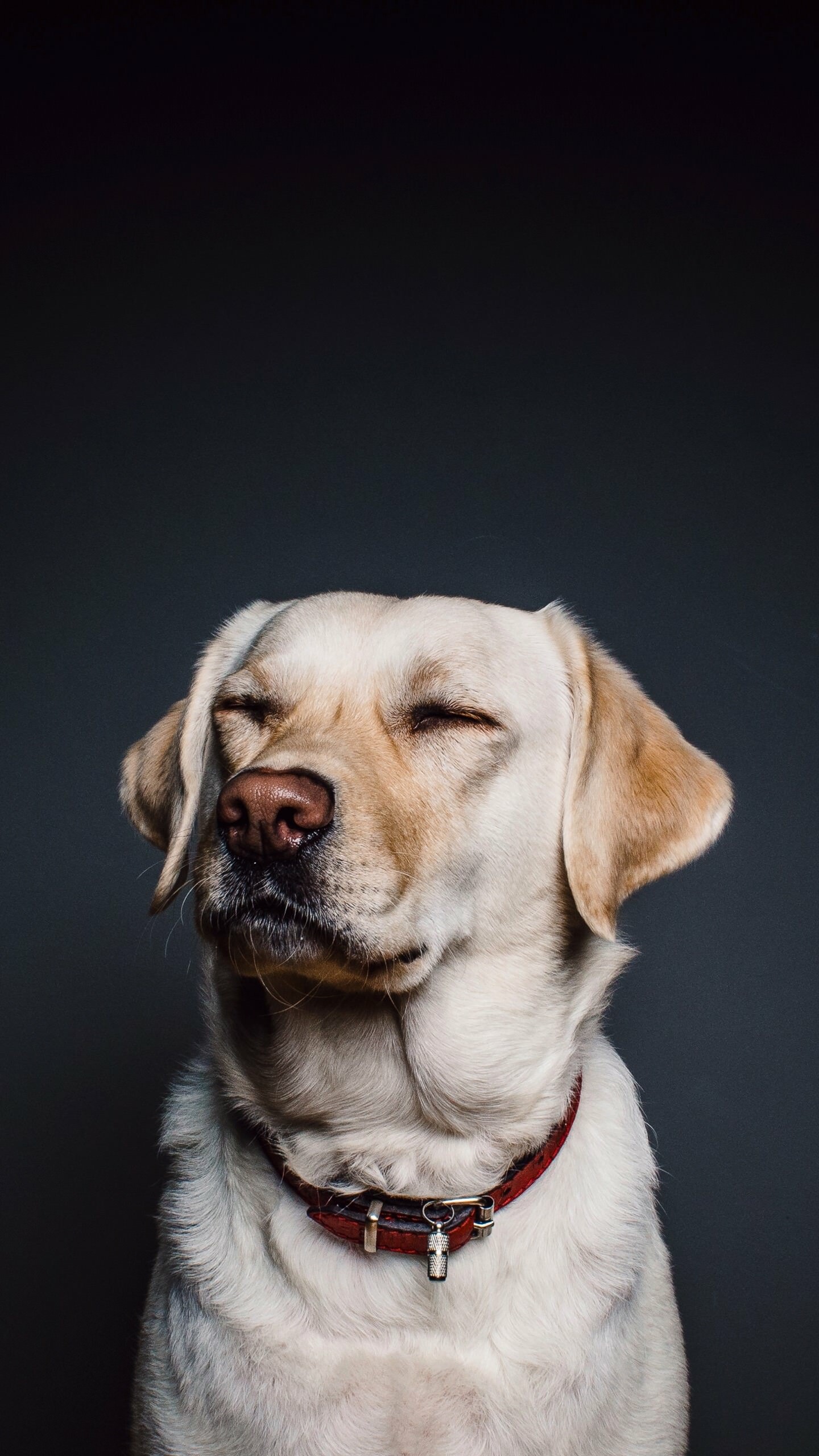Android dog wallpaper, High resolution, Mobile background, 1440x2560 HD Phone