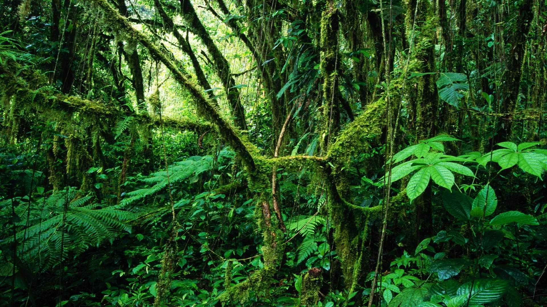 Amazon Rain Forest, Rainforest wallpaper, Nature's canvas, Scenic beauty, 1920x1080 Full HD Desktop
