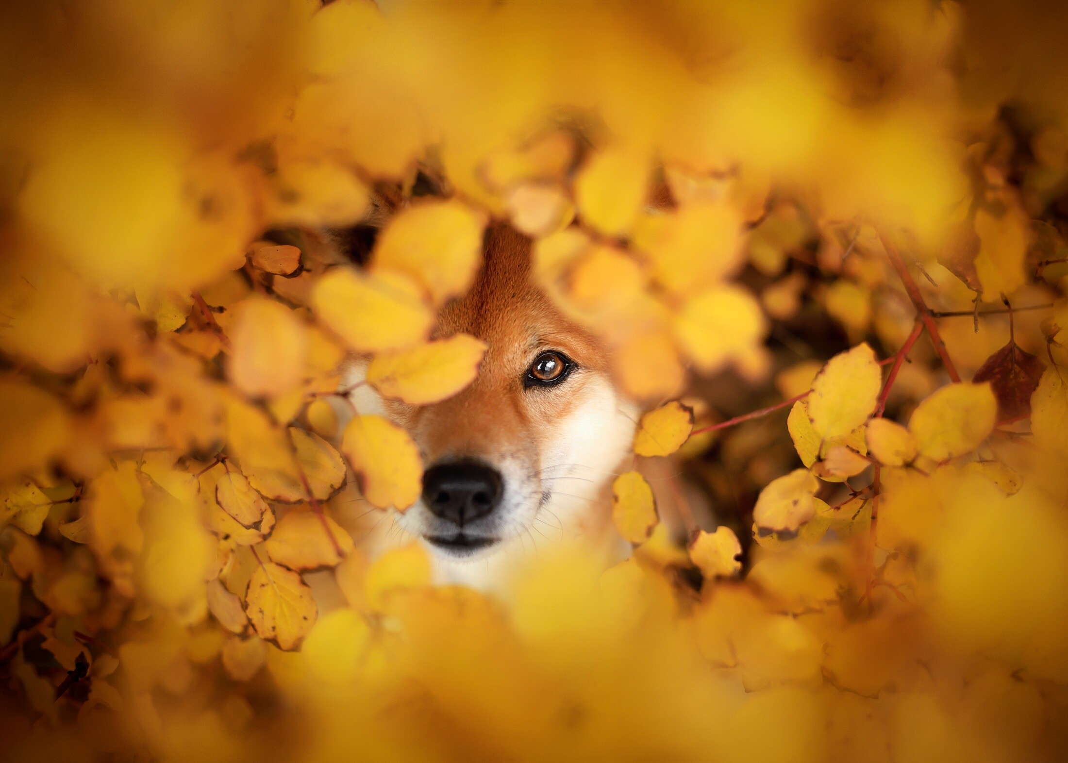 Shiba Inu, Wallpaper, 2200x1580 HD Desktop