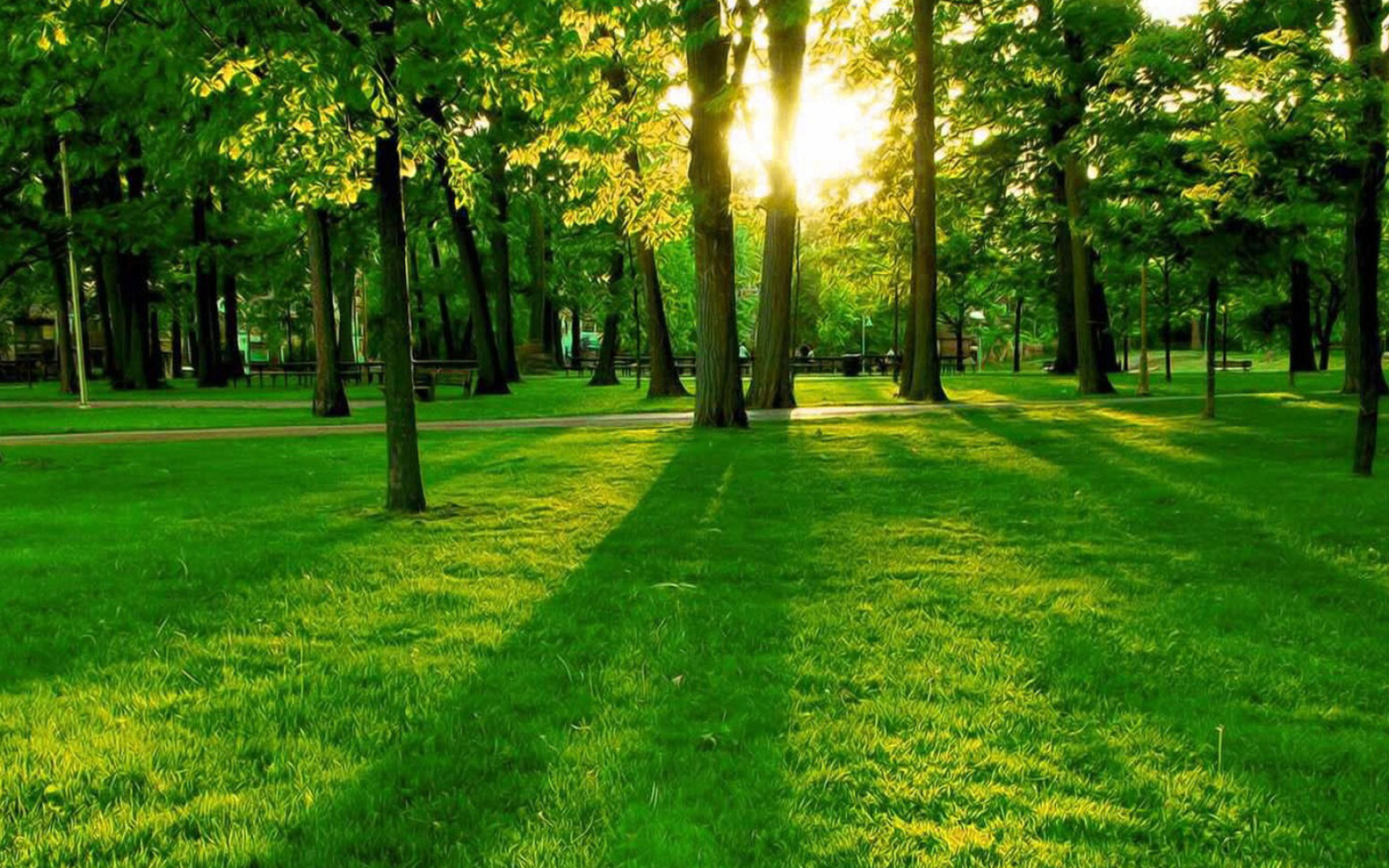 Tree, Nature, Beautiful Tree Wallpaper, Freetopwallpapercom, 1920x1200 HD Desktop