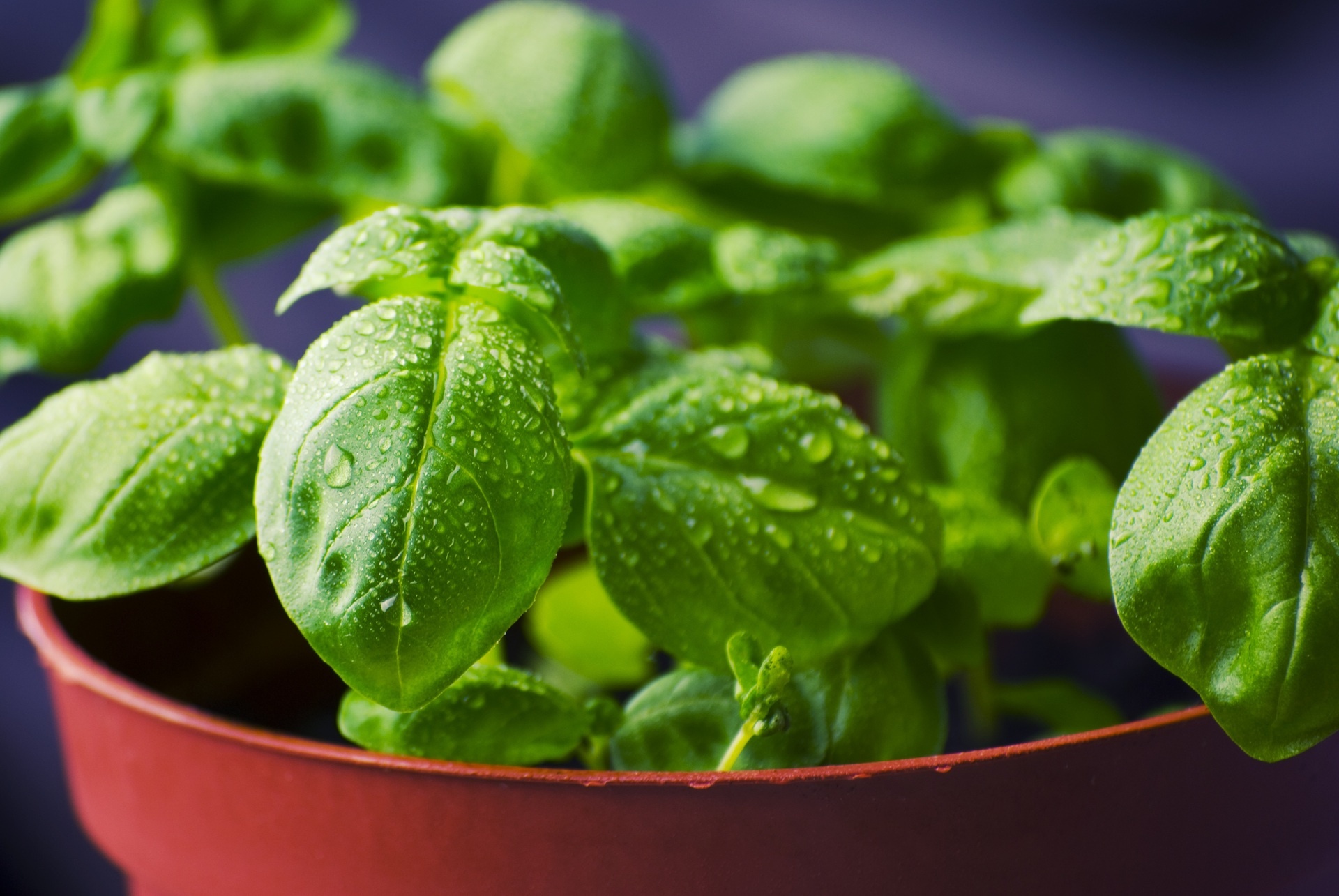 Successful basil growth, Summer gardening, Pro tips, Thriving plants, 1920x1290 HD Desktop