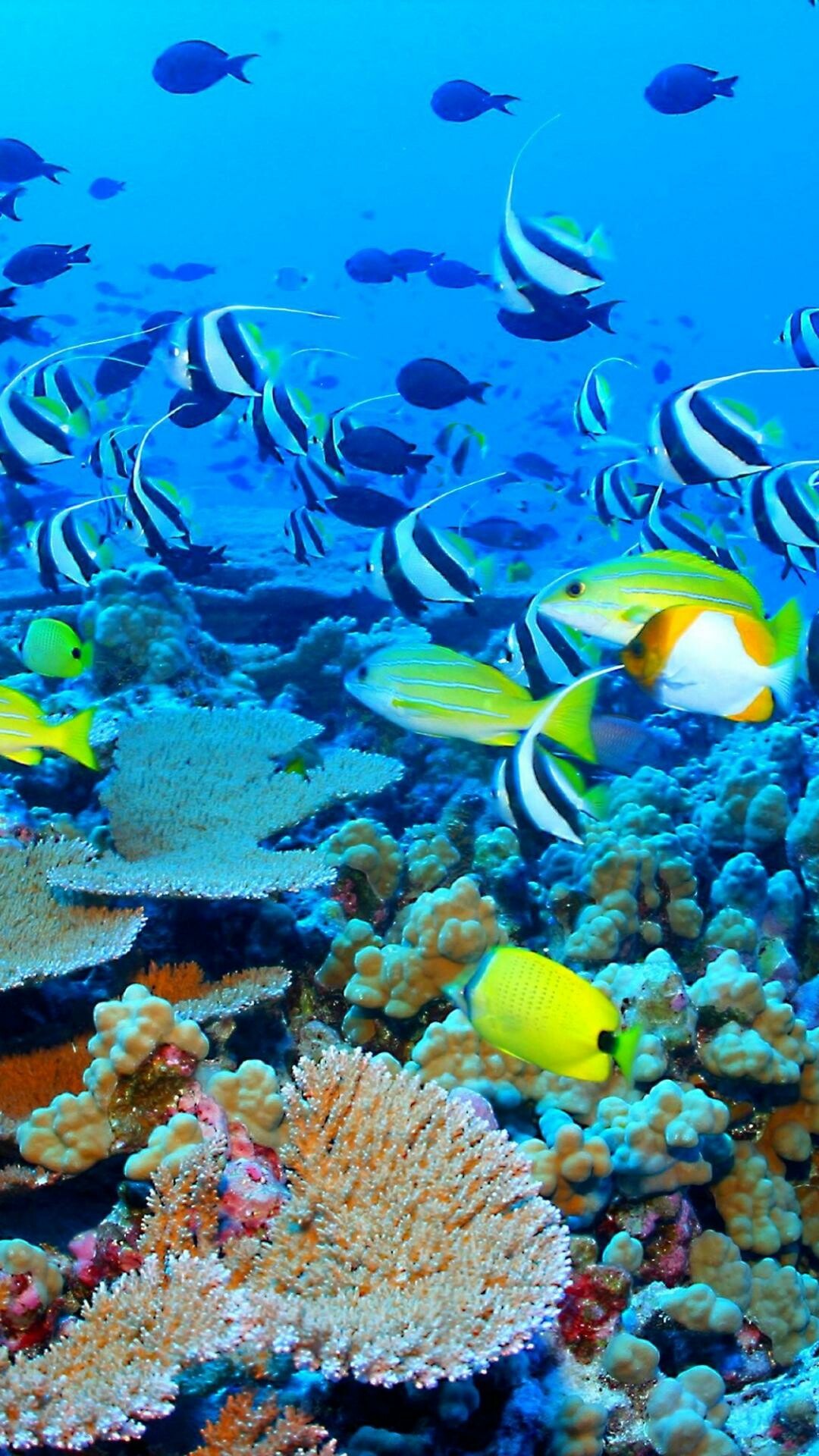 Great Barrier Reef, Backgrounds, 1080x1920 Full HD Phone