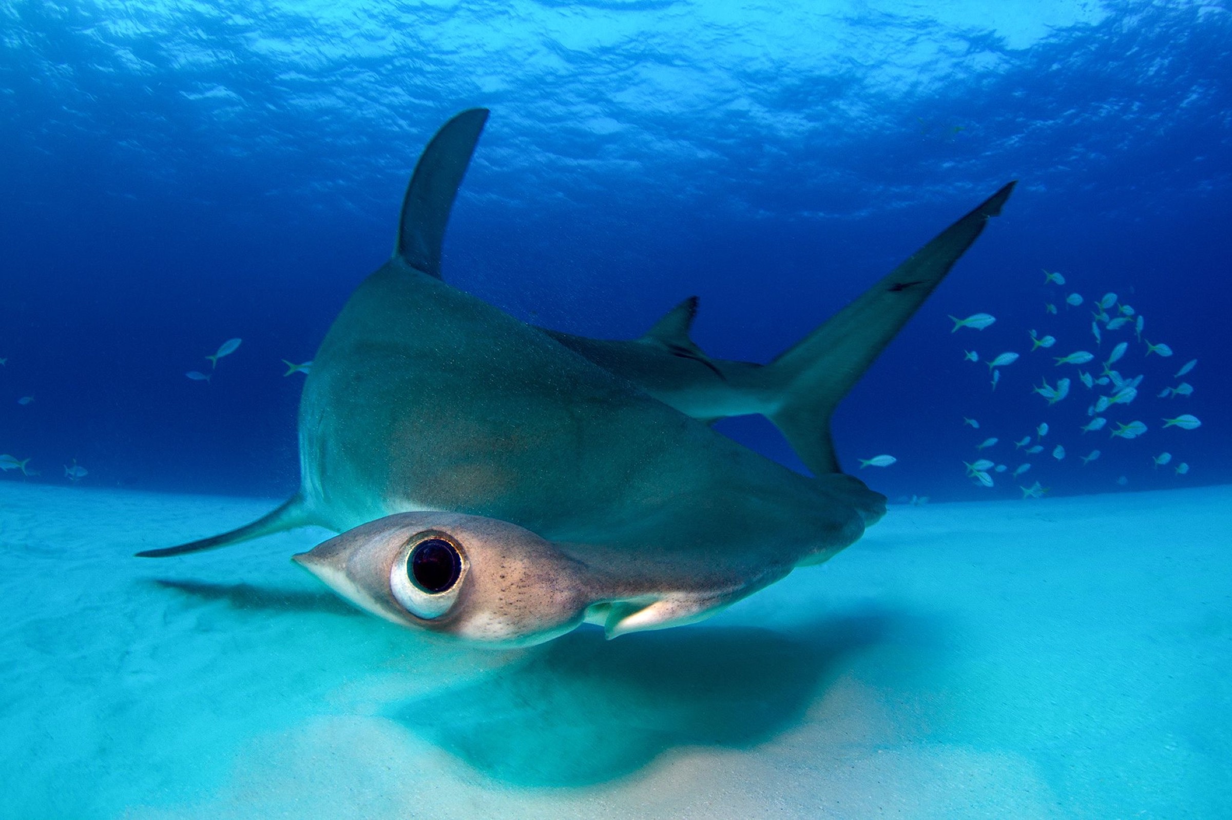 Eye, Hammerhead Sharks Wallpaper, 2400x1600 HD Desktop
