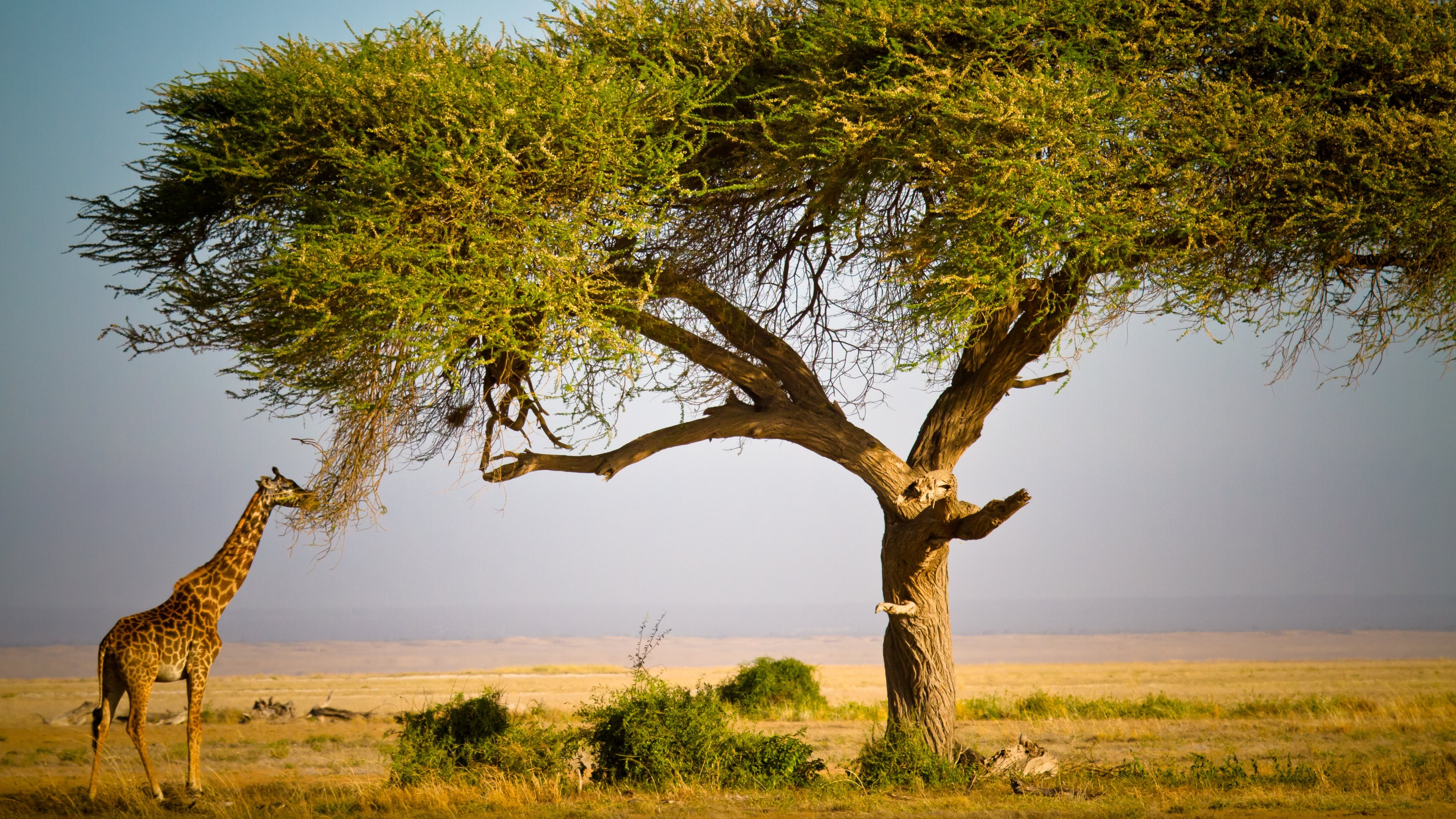 Masai wallpapers, African beauty, Cultural significance, Tribal traditions, 3840x2160 4K Desktop
