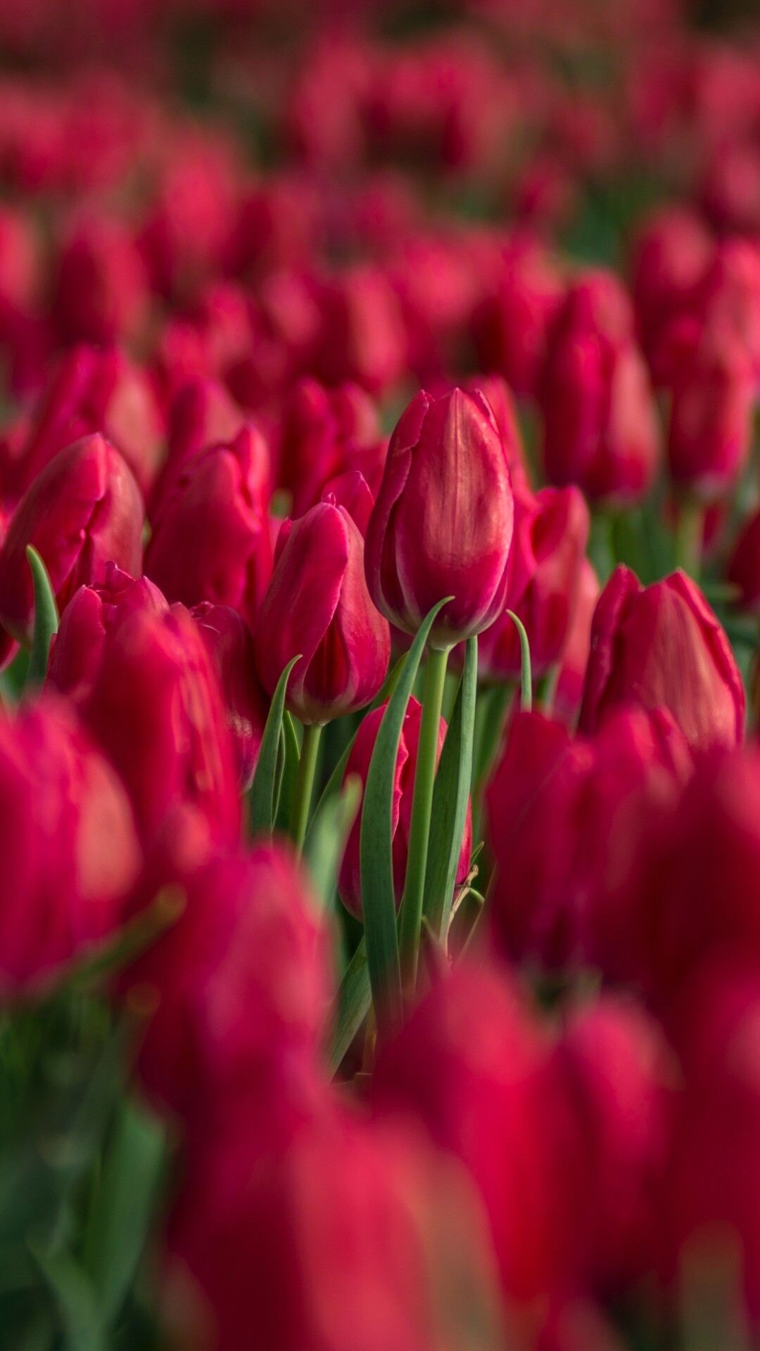 Tulip (Nature), Red tulips, 4k tulips, Blossom bloom, 1080x1920 Full HD Phone