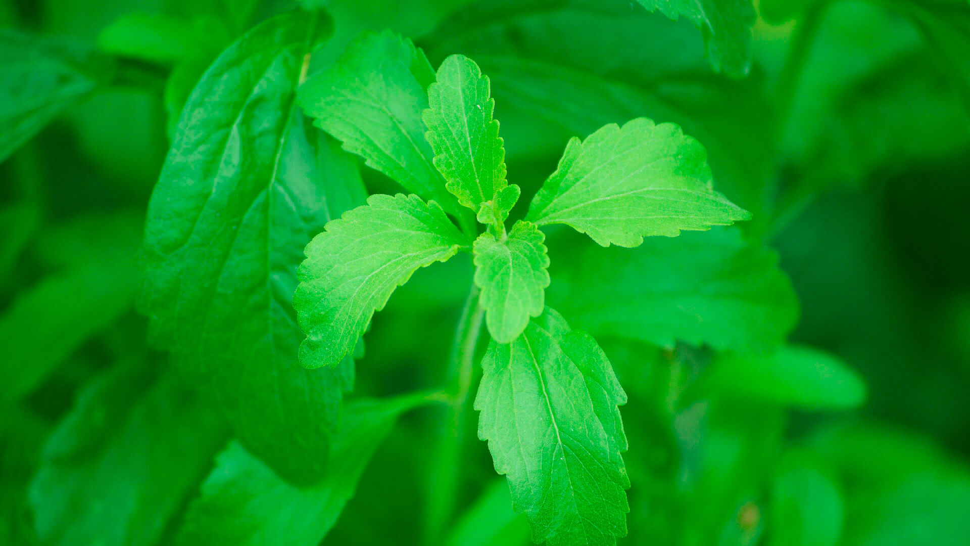Stevia, Stevial cristalco, Food, 1920x1080 Full HD Desktop
