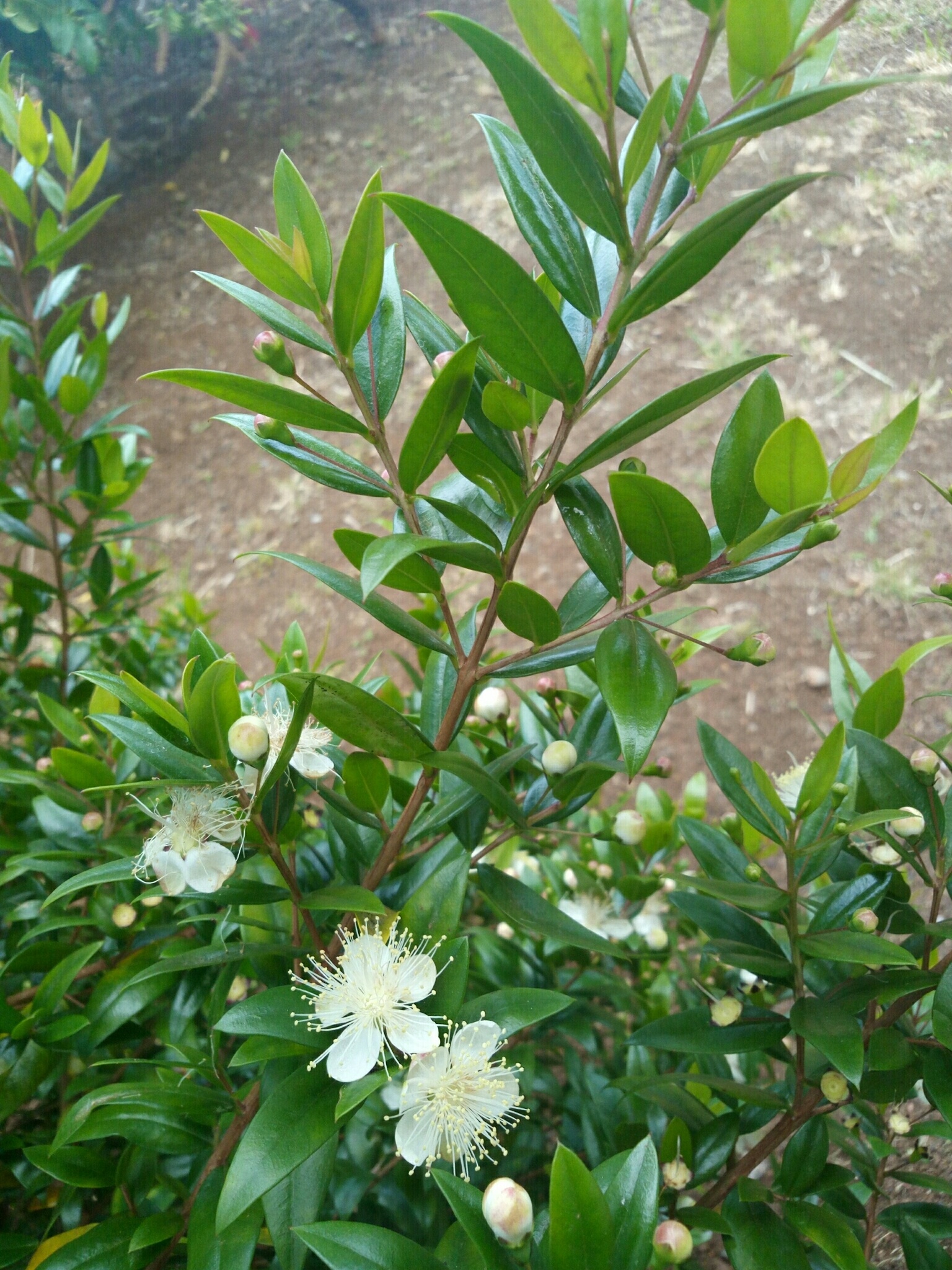 Myrtle Herb, Arrayn variety, Natusfera species, Floral allure, 1540x2050 HD Phone