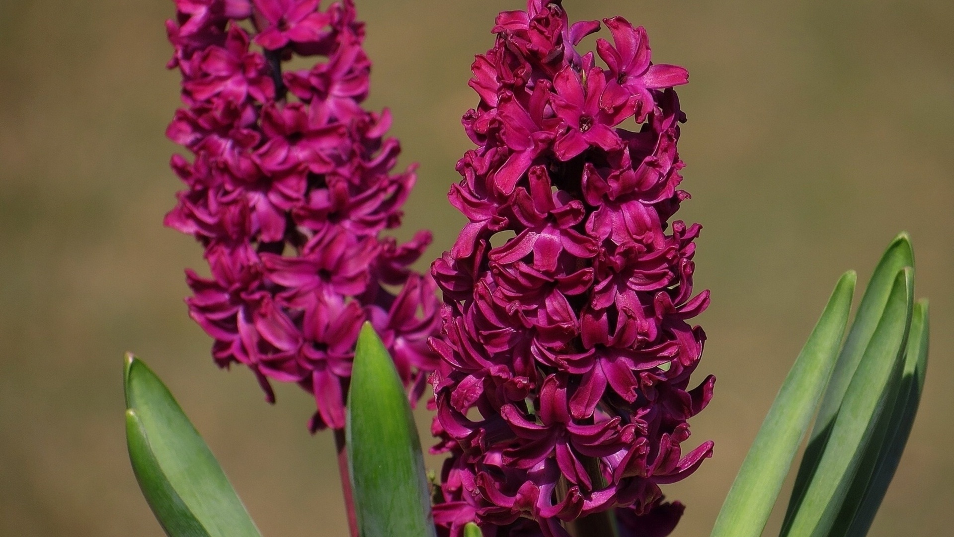 Vibrant hyacinth, Colorful blossom, Nature's gift, Petal perfection, 1920x1080 Full HD Desktop
