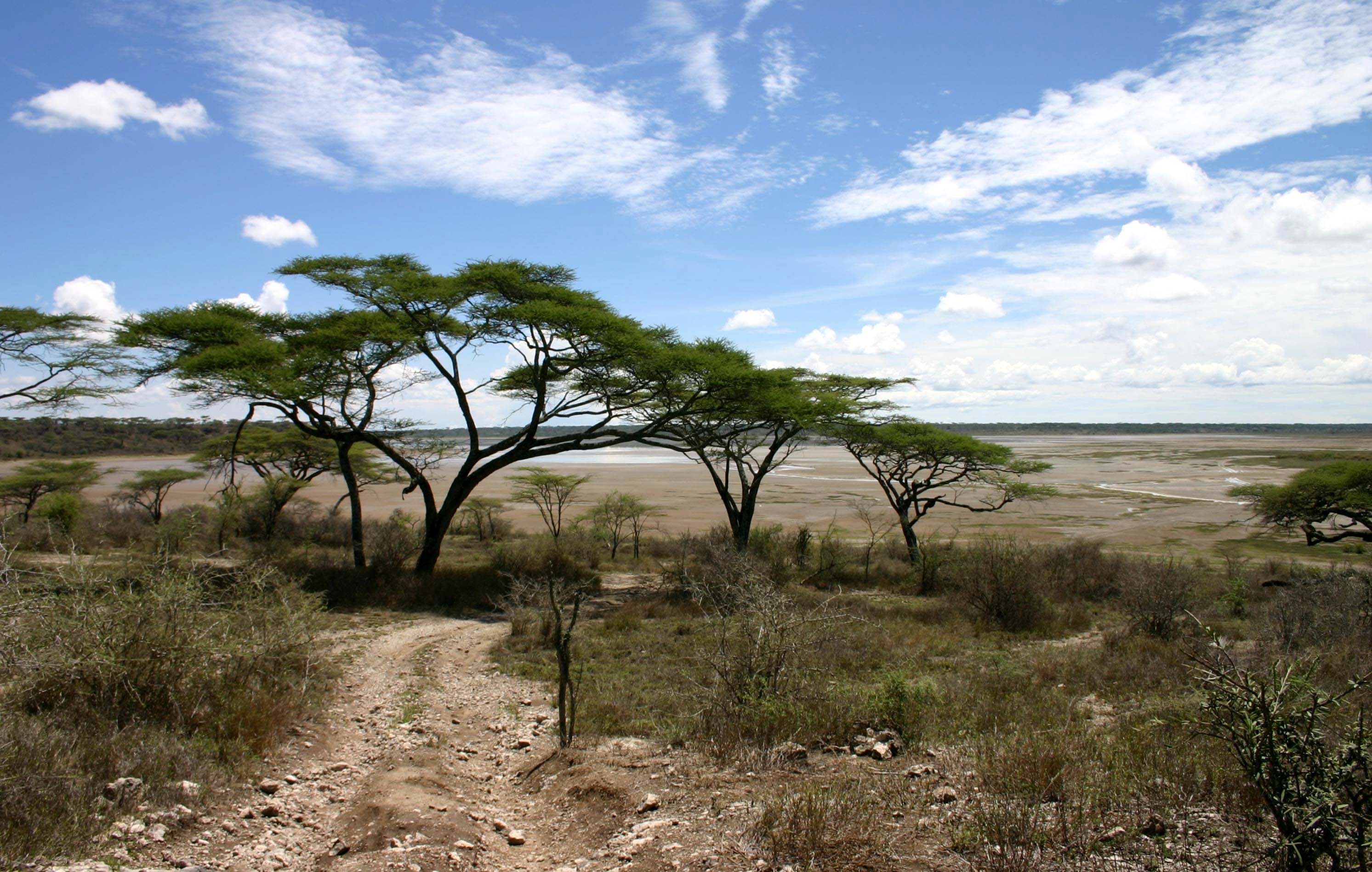 Informational acacia tree, Nature's wonders, Plant species, Tree knowledge, 2990x1900 HD Desktop