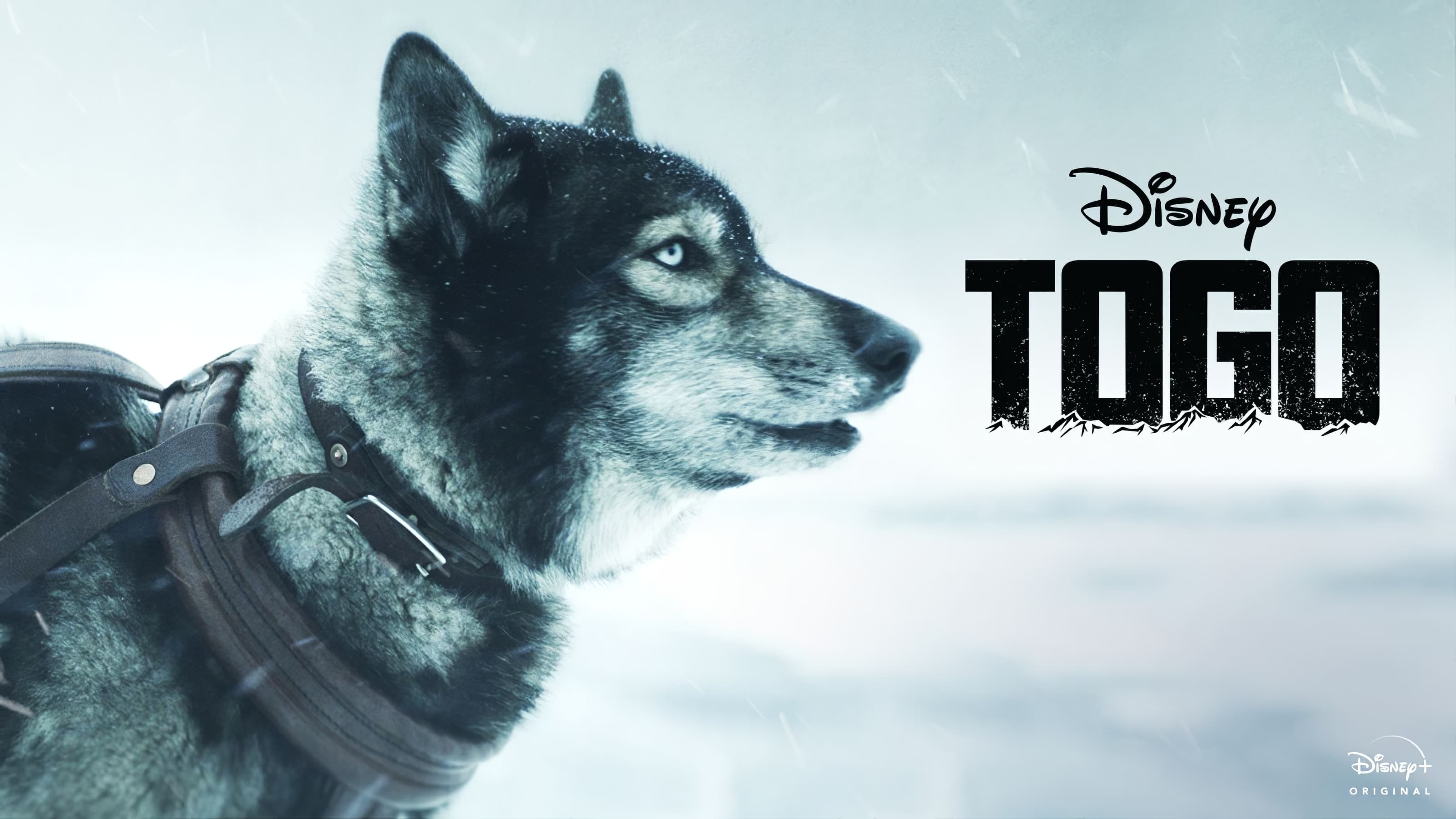 Togo, Film trailer, Exciting preview, Emotional journey, 3200x1800 HD Desktop