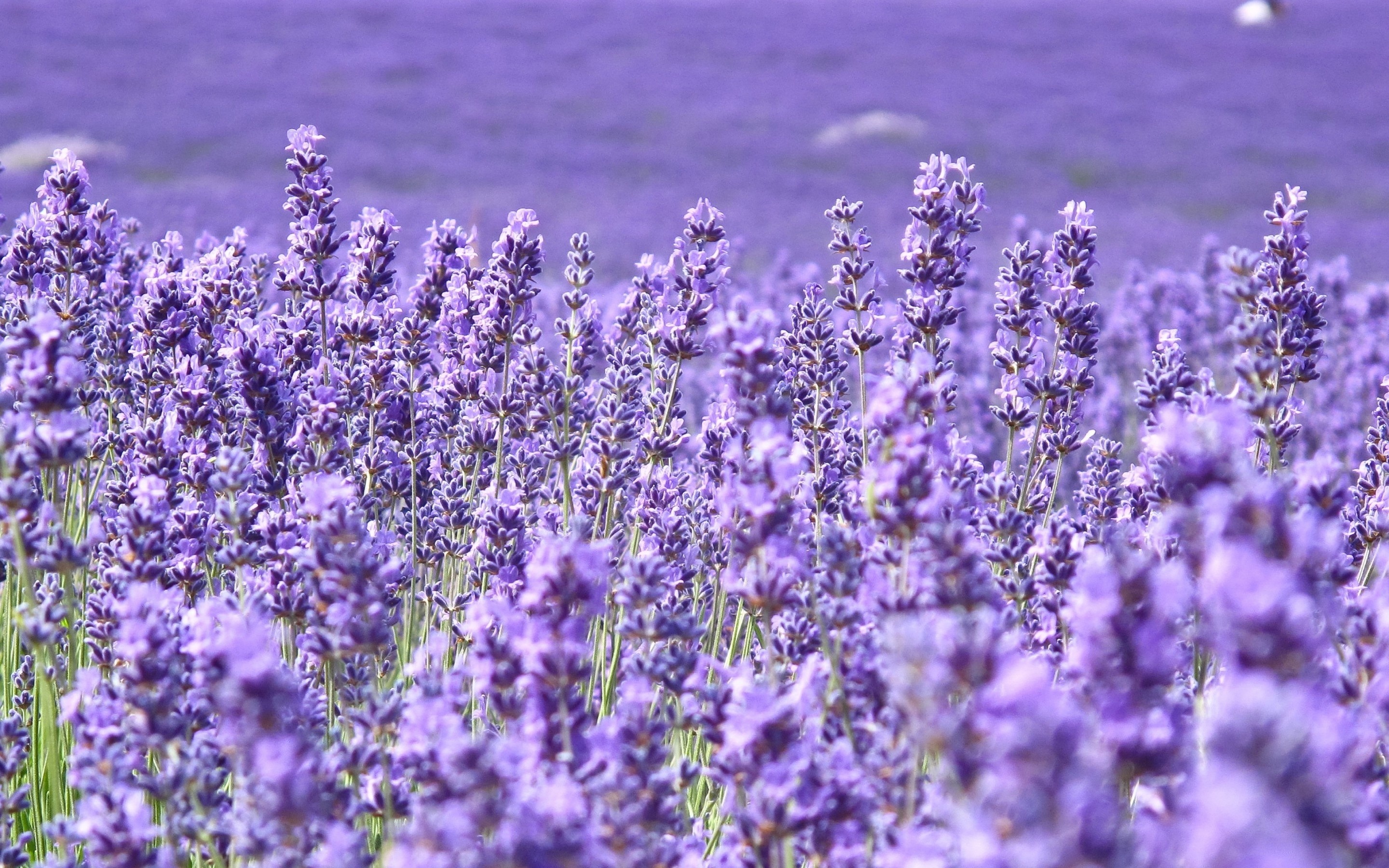 Purple flower wallpapers, High definition, 2880x1800 HD Desktop