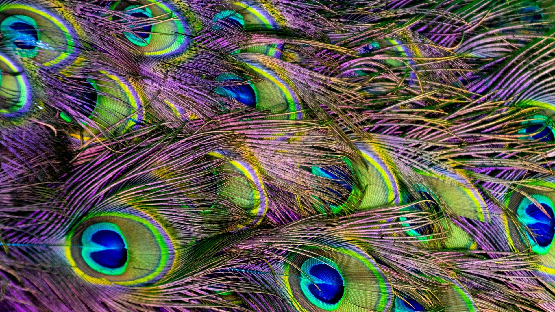 Colorful peacock feathers, HQ background, Free wallpaper, Mesmerizing design, 1920x1080 Full HD Desktop