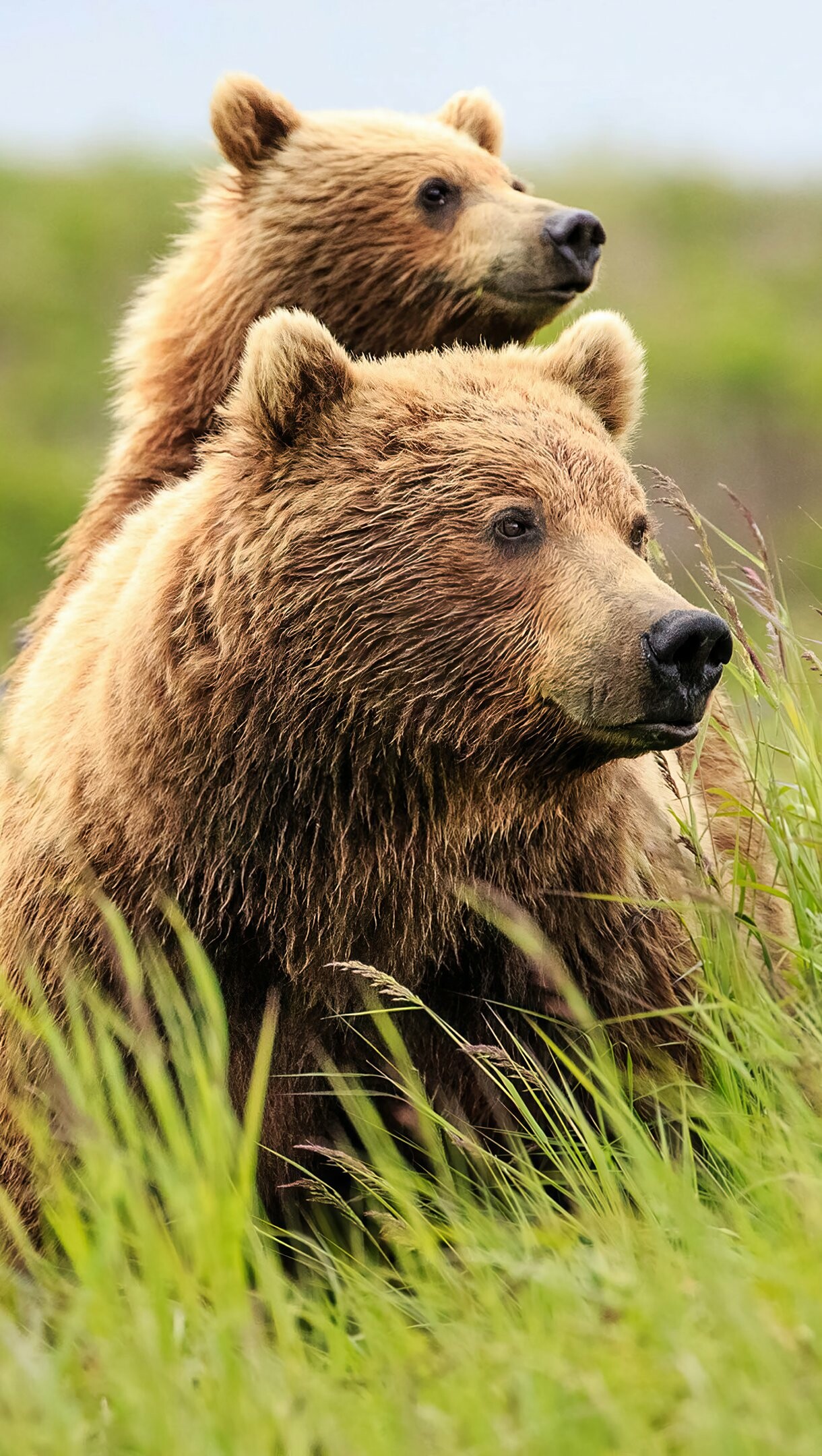 Father bear and baby bear, 4K Ultra HD, Heartwarming, Family, 1220x2160 HD Phone