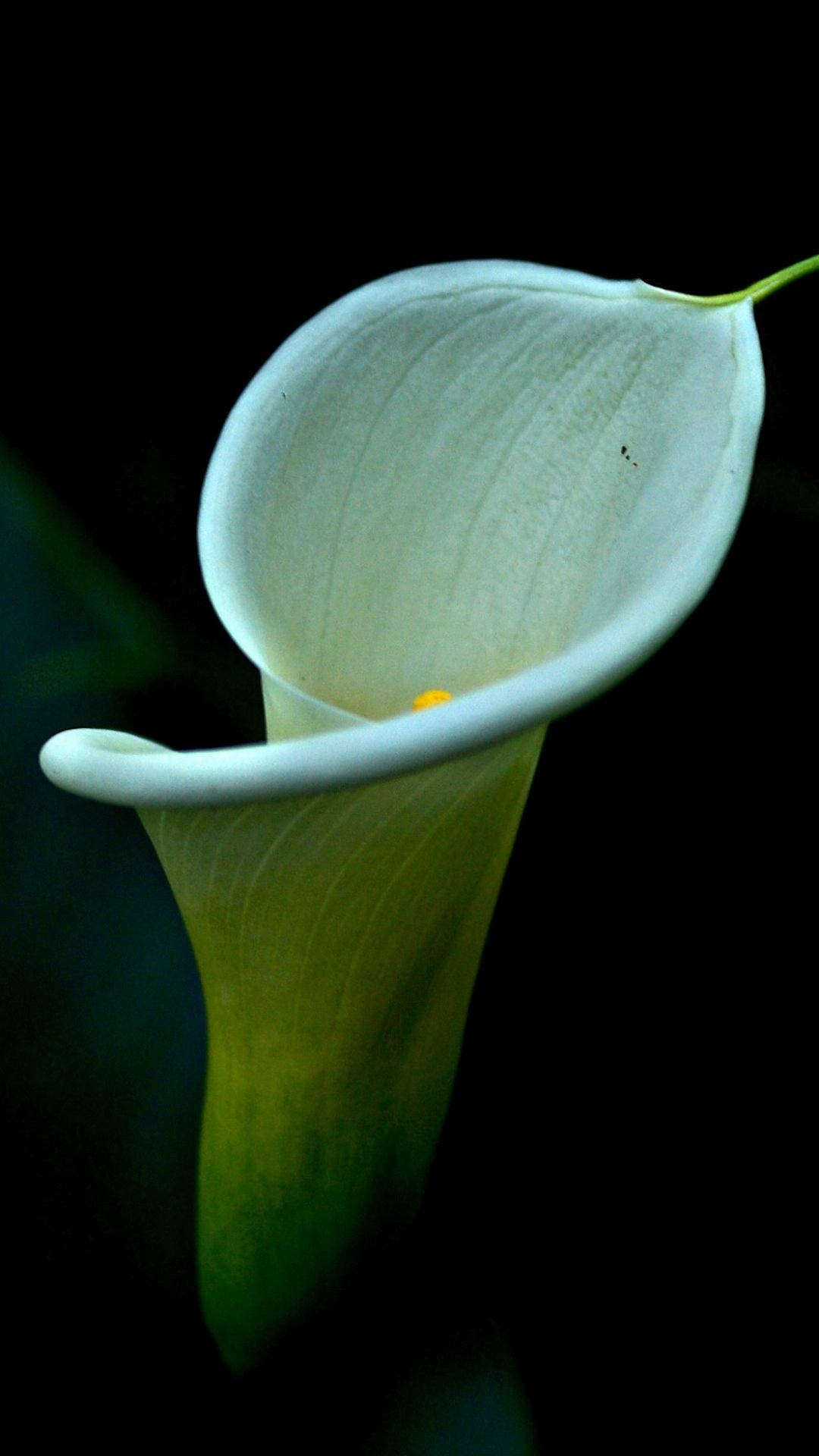Calla Lily, iPhone wallpapers, Floral elegance, Spring vibes, 1080x1920 Full HD Phone