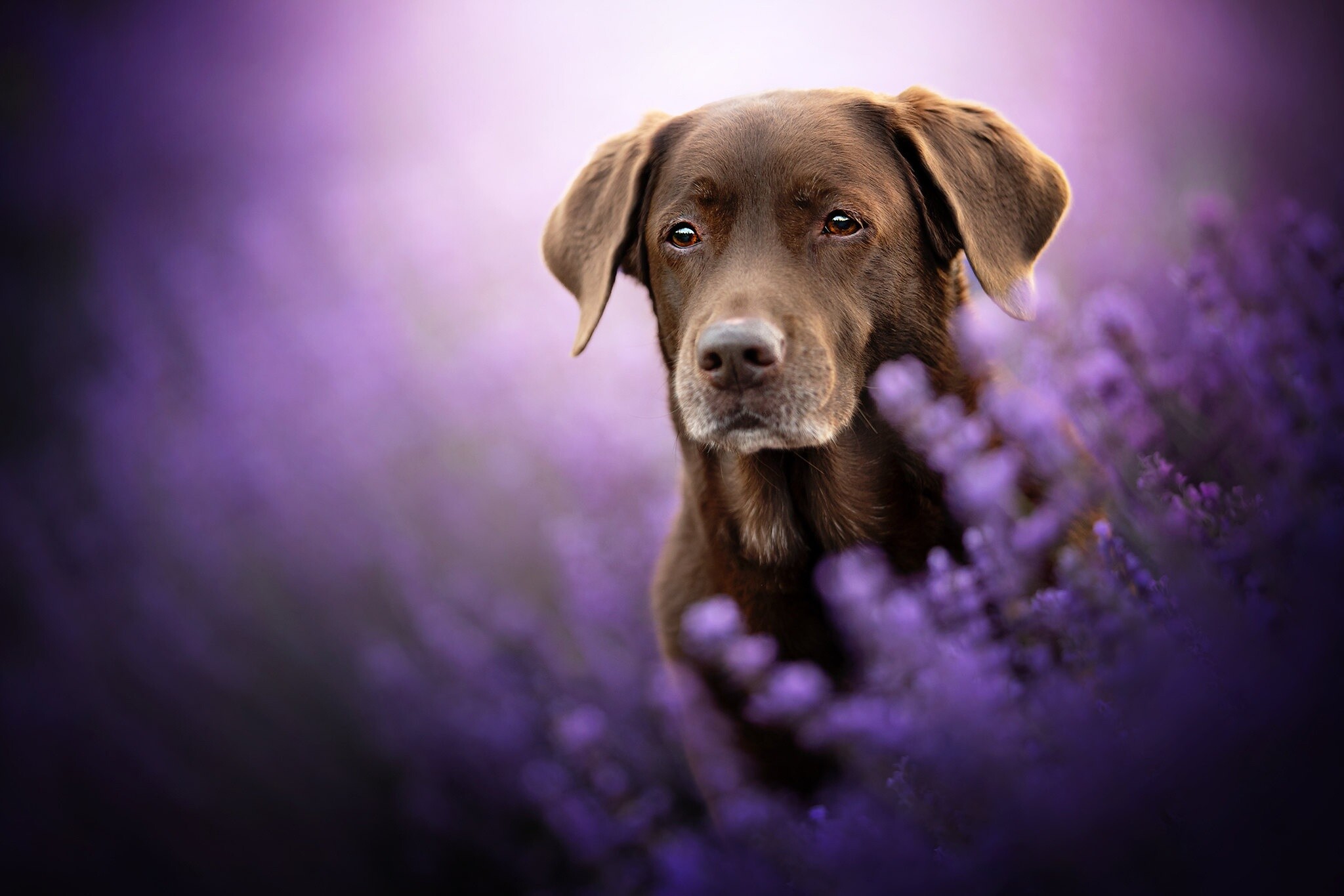Chocolate Labrador retriever, Rich brown coat, Loyal and friendly, Perfect family pet, 2050x1370 HD Desktop