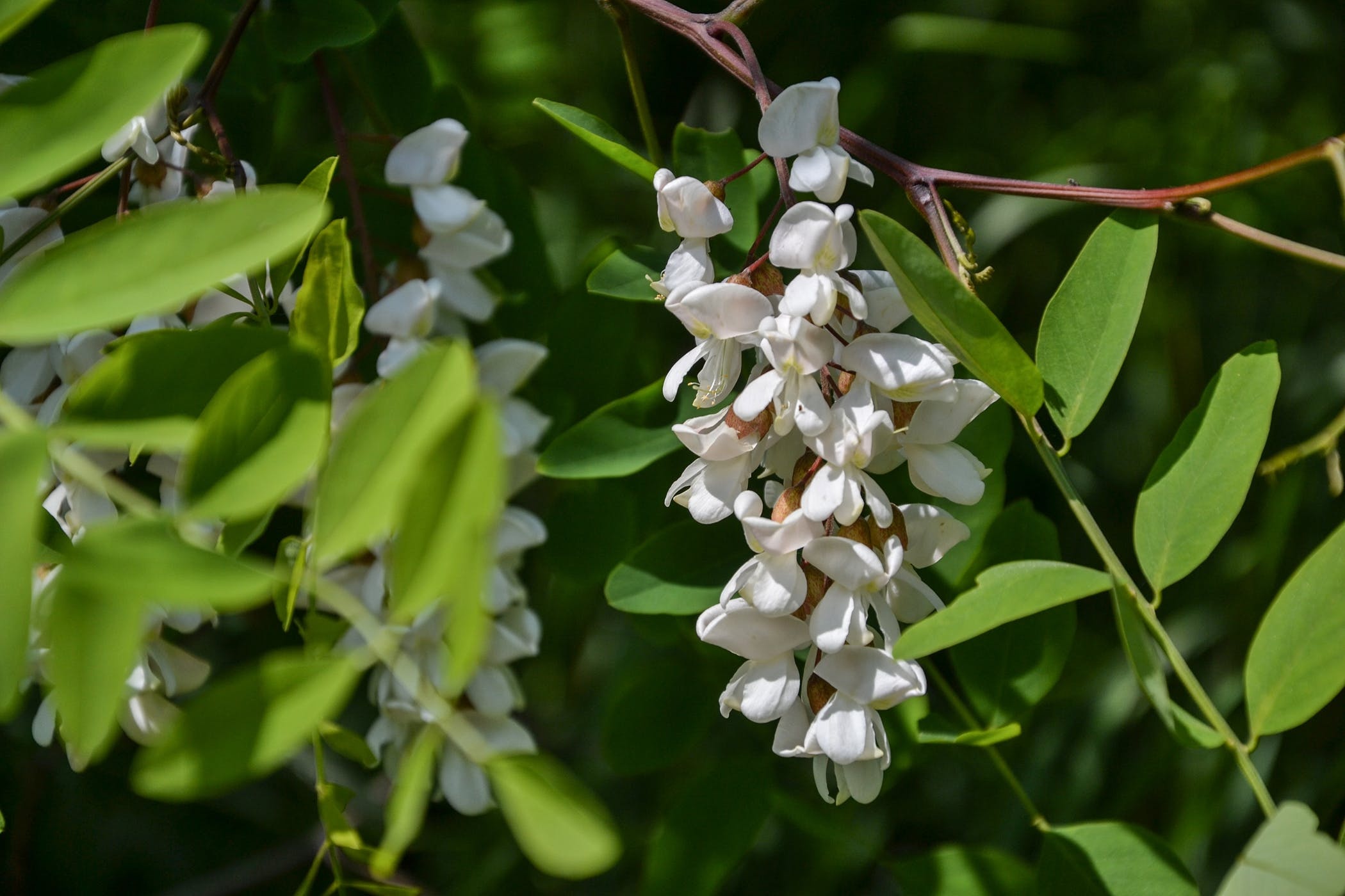 Black locust tree poisoning, Horses' health, Diagnosis and treatment, Managing costs, 2100x1400 HD Desktop