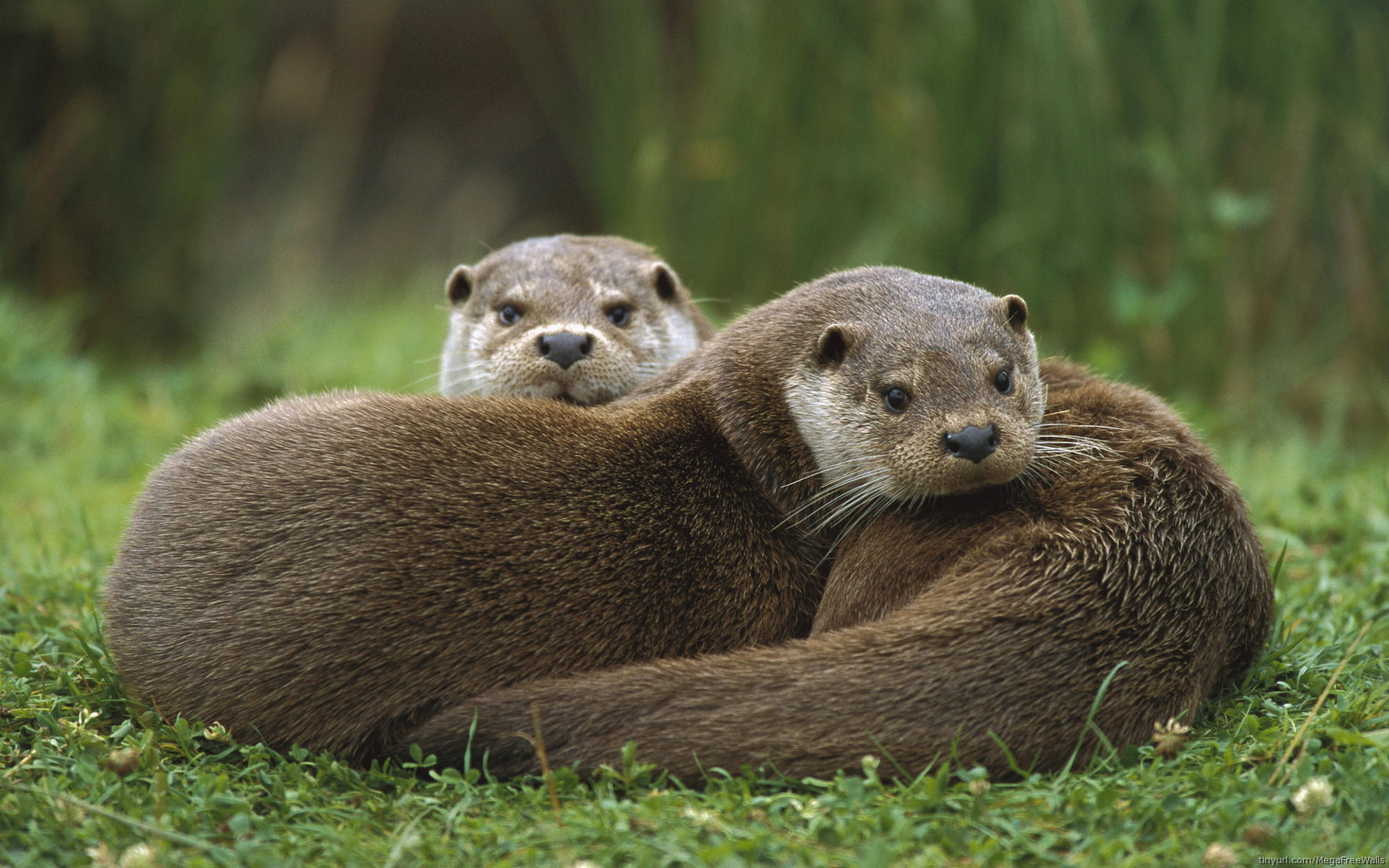 Couple, Otter Wallpaper, 1920x1200 HD Desktop