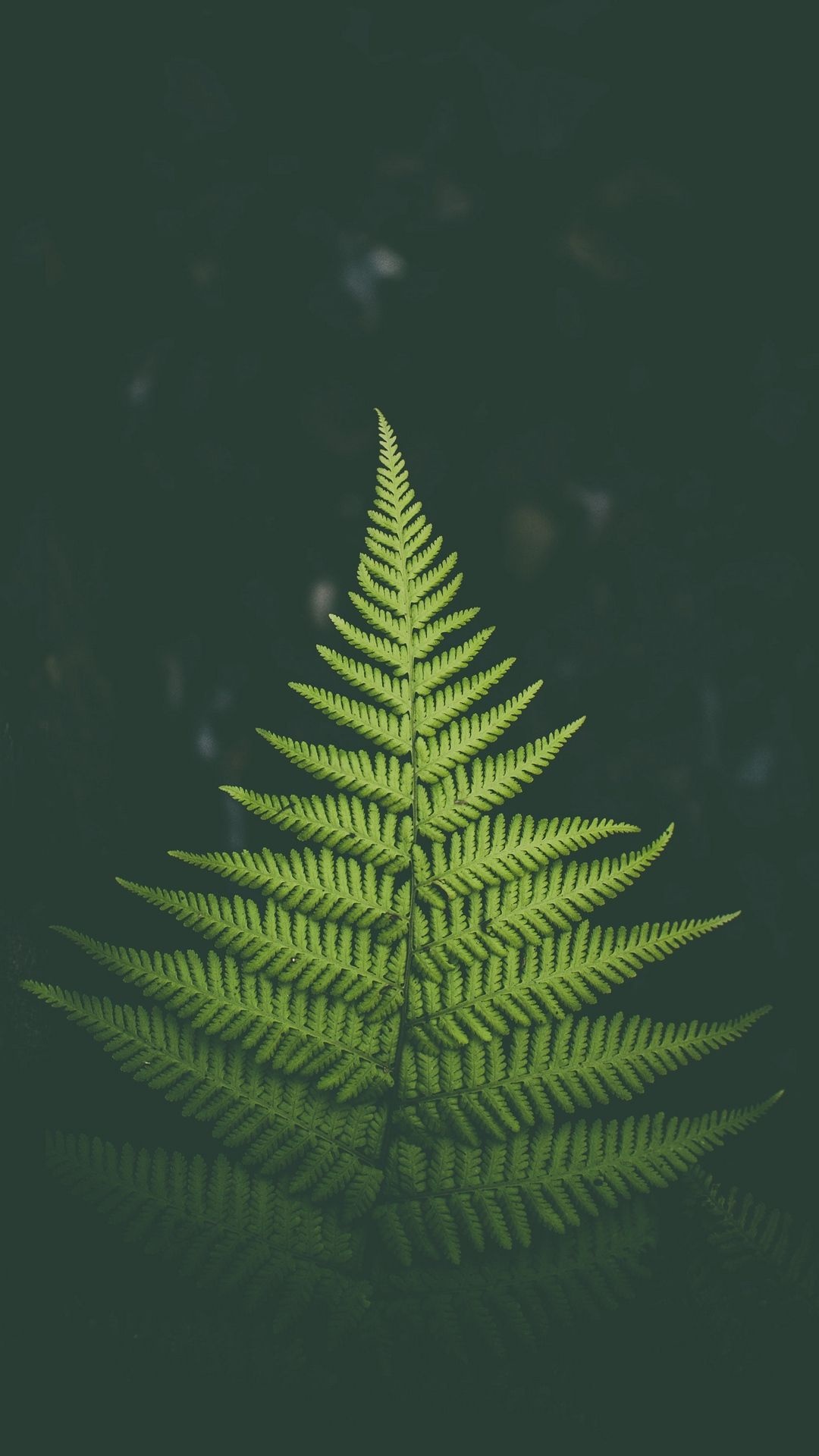 One leaf wallpapers, Nature's simplicity, Leafy greens, Charming, 1080x1920 Full HD Phone