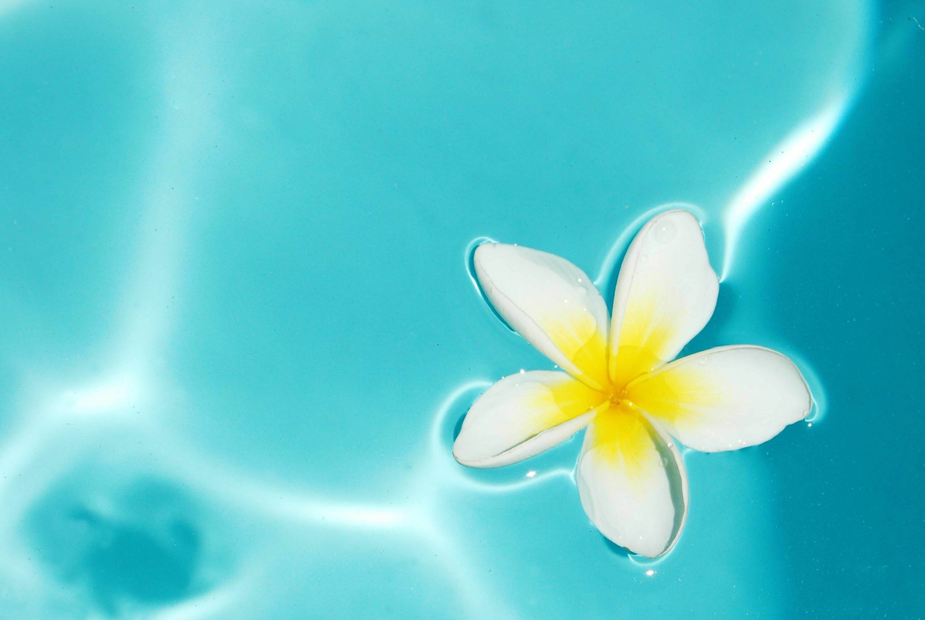 Plumeria flowers, Vibrant backgrounds, Exotic beauty, Serene paradise, 3000x2020 HD Desktop