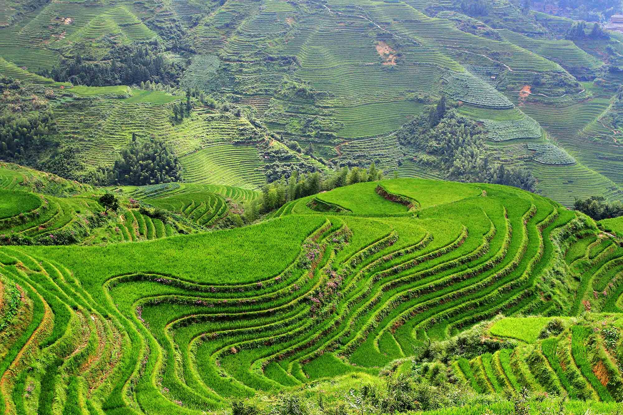 Rice terrace wallpapers, Man-made marvels, 4K wallpapers, 2019's best, 2000x1340 HD Desktop