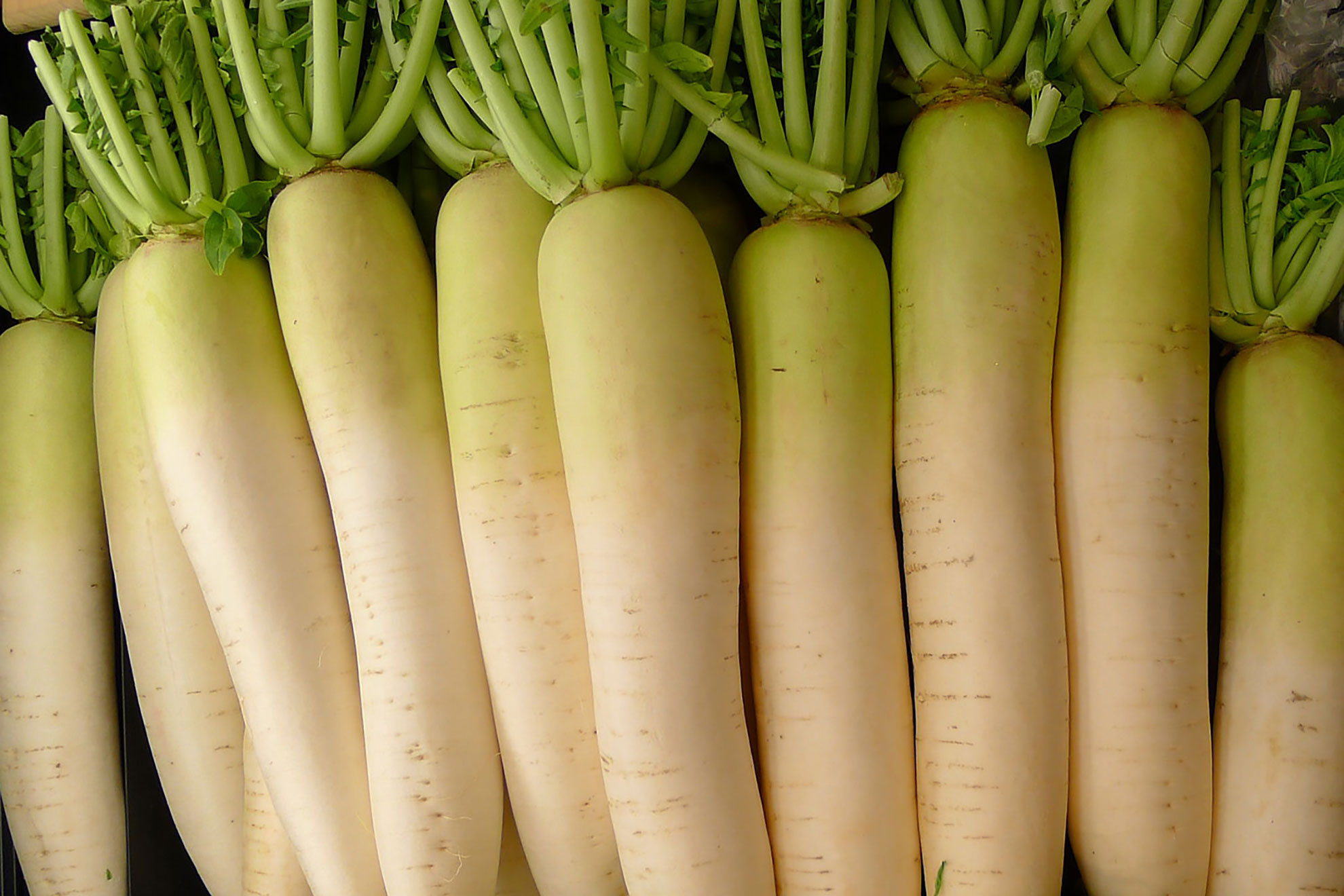 Daikon radish edition, Midtown farmers market, Food, 1980x1320 HD Desktop