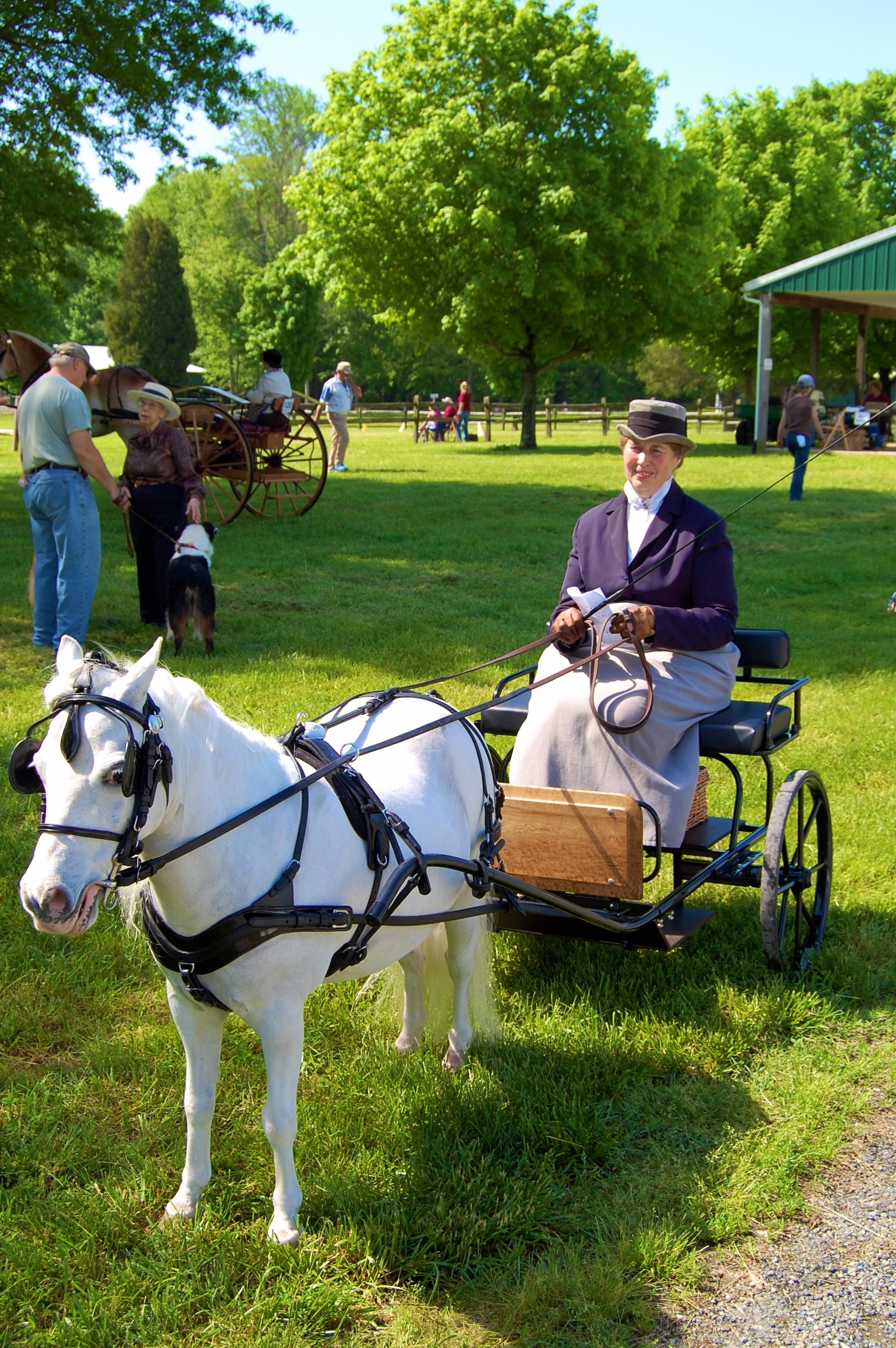 Delmarva Driving Club, Carriage Driving Wallpaper, 1800x2710 HD Phone