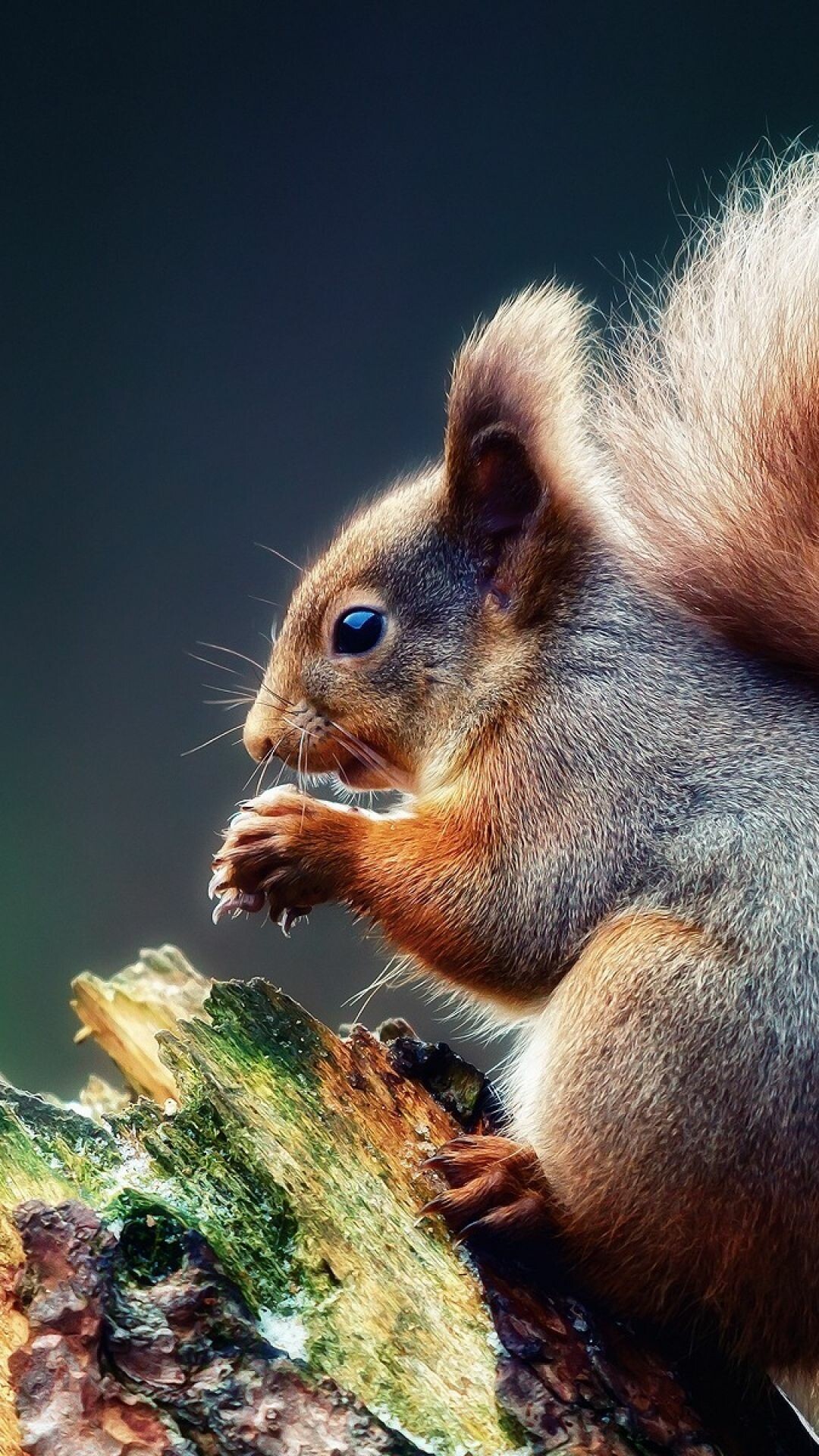 Squirrel on tree branch, Wild animal scene, 1080x1920 Full HD Phone