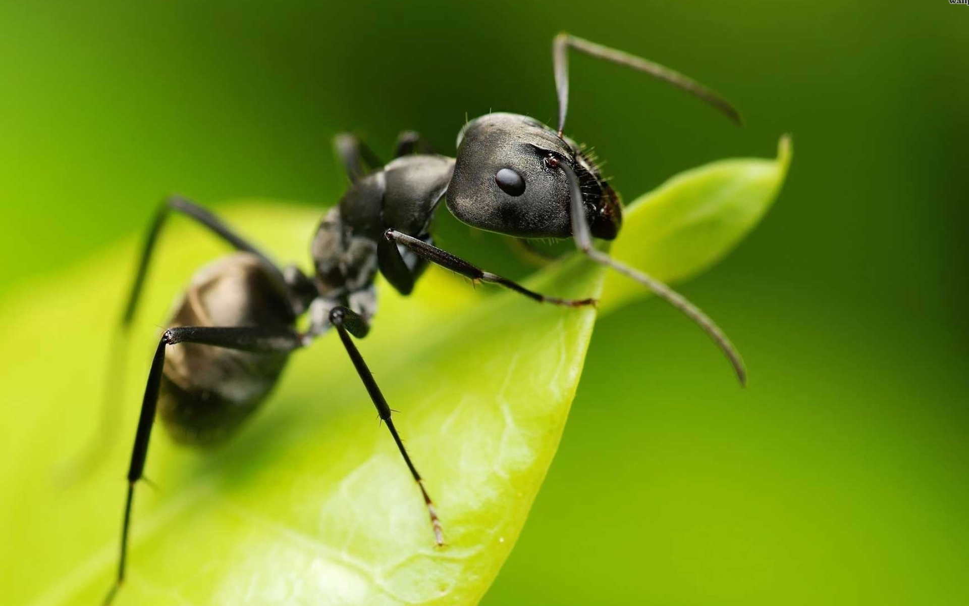 Black garden ant, Ant Wallpaper, 1920x1200 HD Desktop