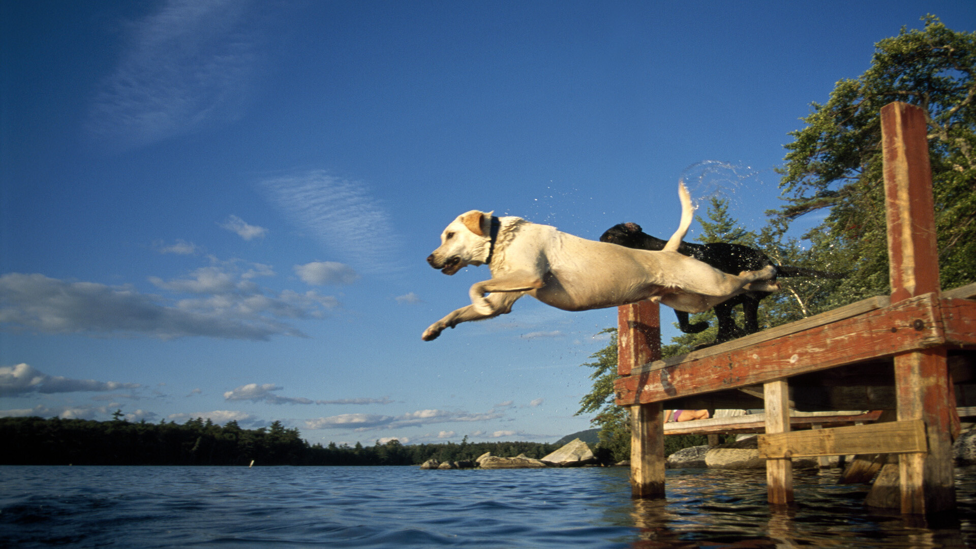 Labrador Retriever, Nature's beauty, Beloved companion, Graceful Labrador, 1920x1080 Full HD Desktop