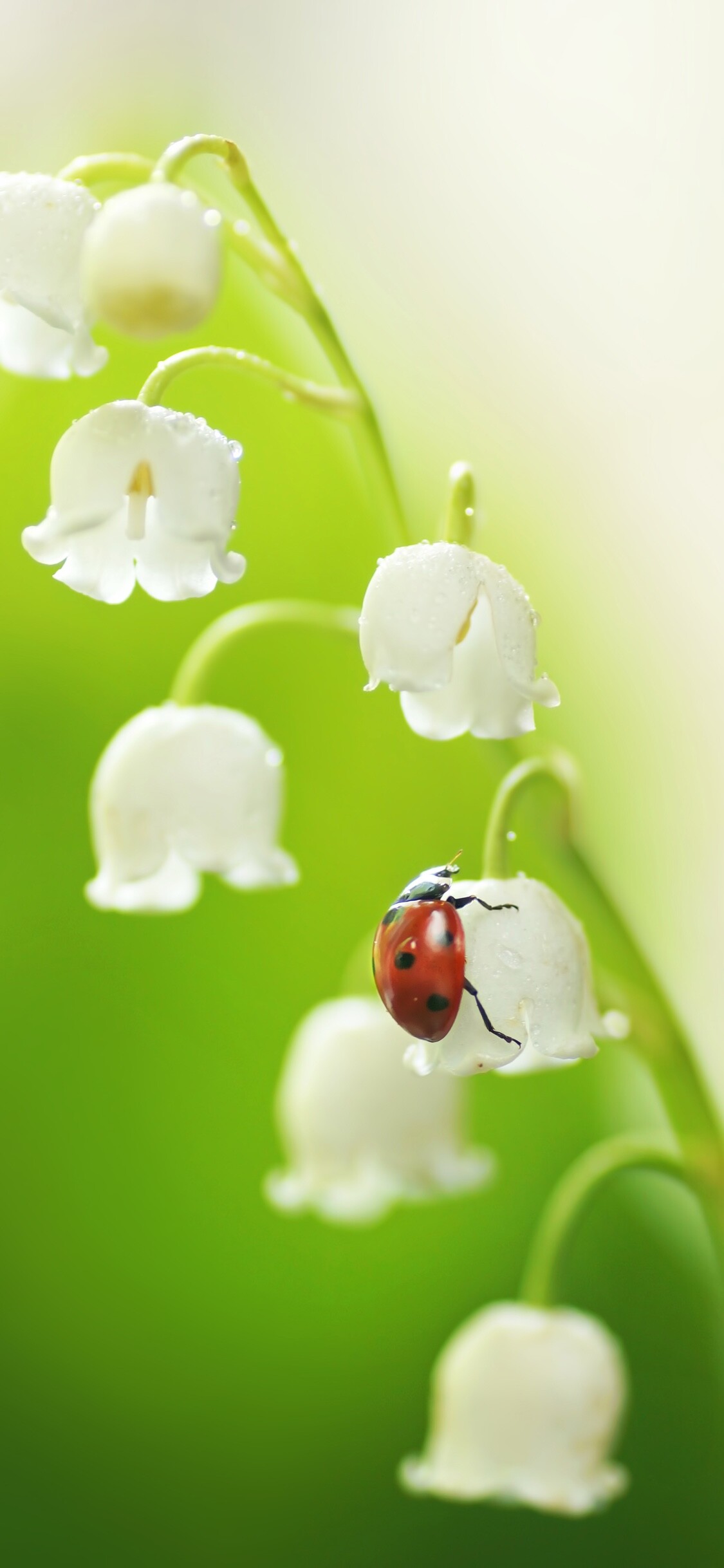 Ladybug, Lilies of the Valley Wallpaper, 1130x2440 HD Phone