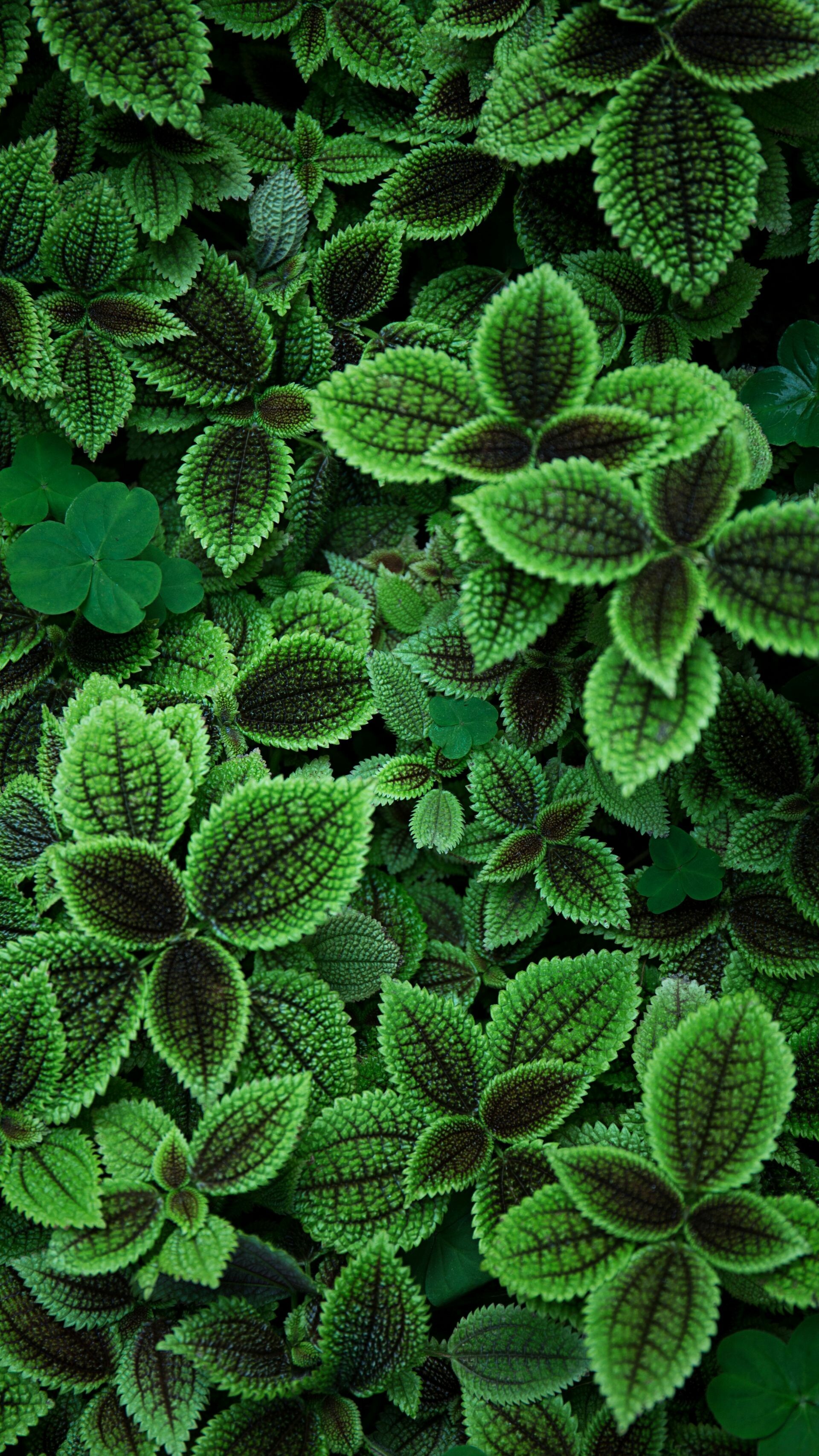 Pilea involucrata, Leaves Wallpaper, 1920x3420 HD Phone