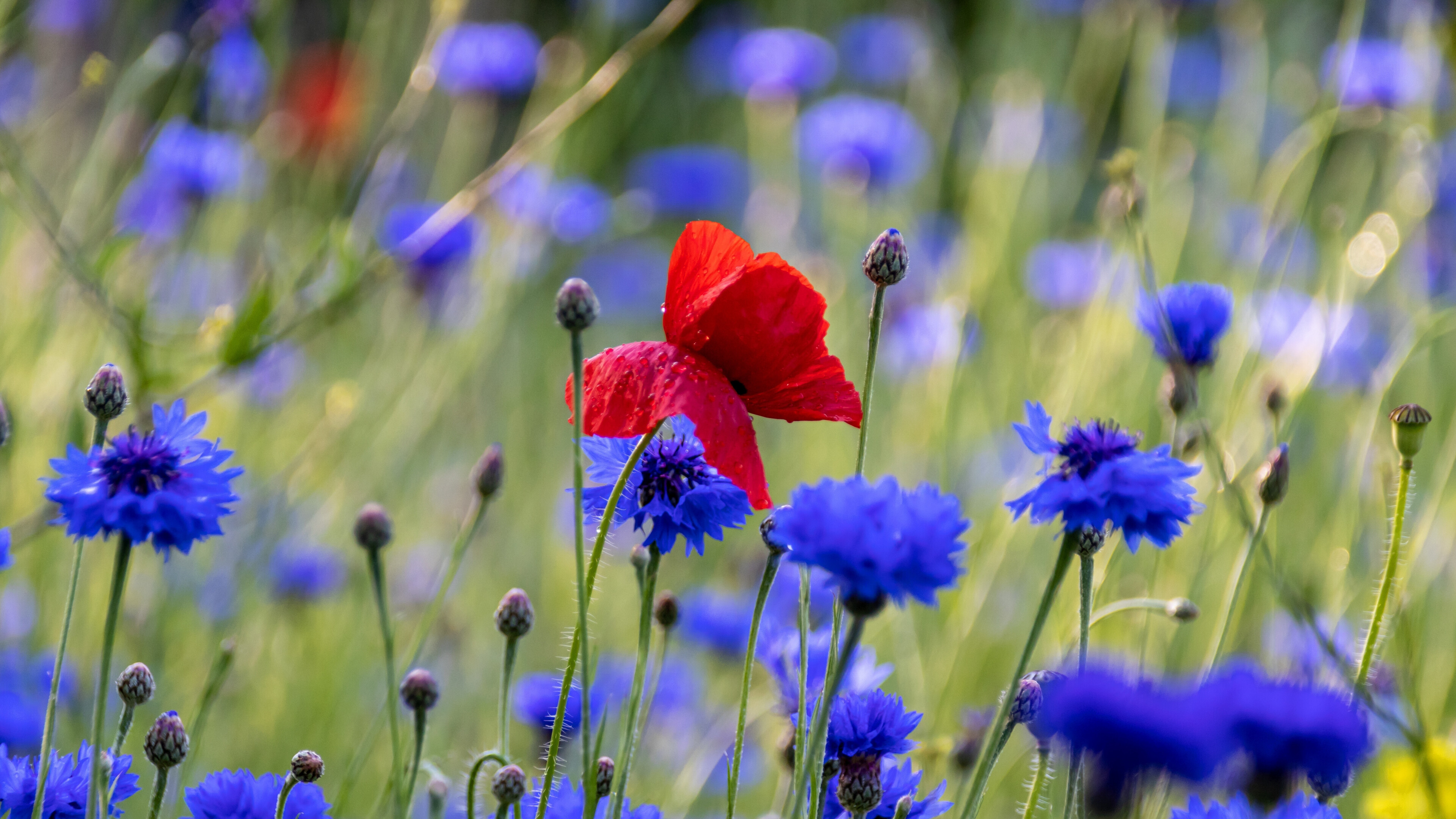 Poppy flowers, Spring meadows, 4K wallpaper, Widescreen beauty, 3840x2160 4K Desktop