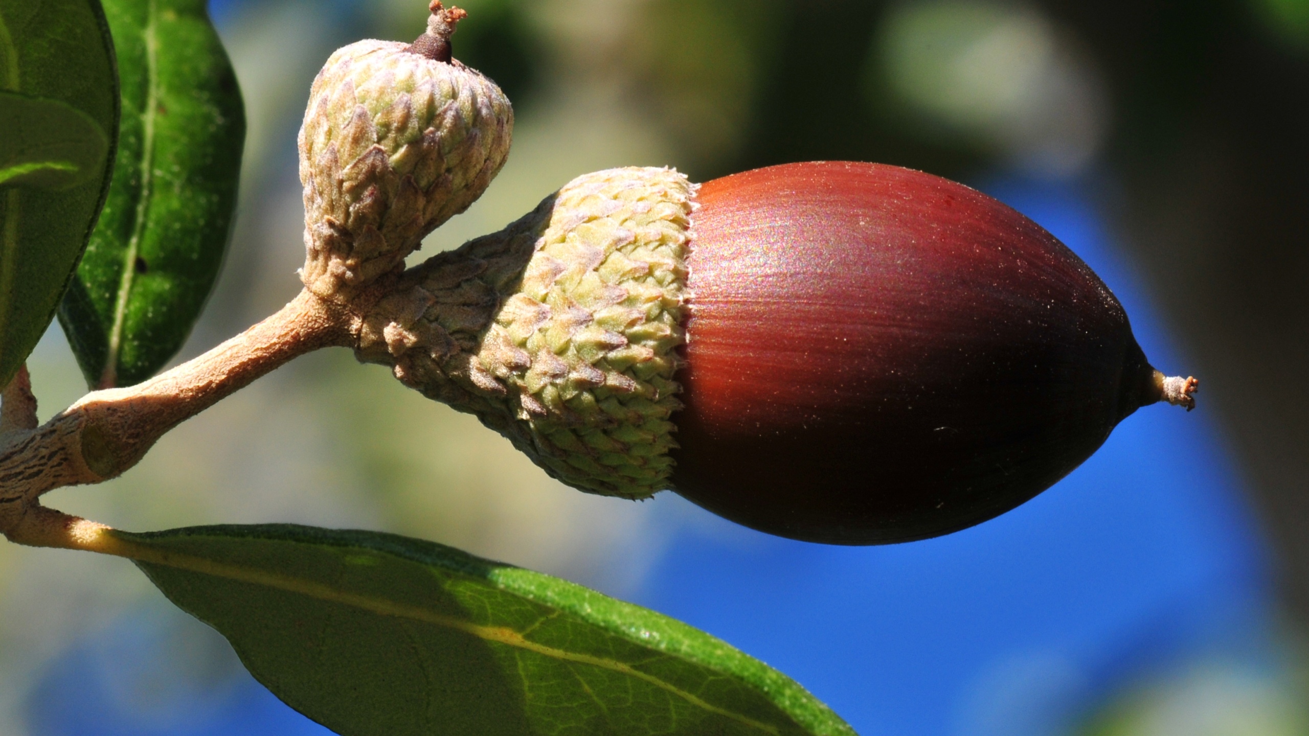 Acorns and autumn, Oak leaves, 2560x1440 HD Desktop