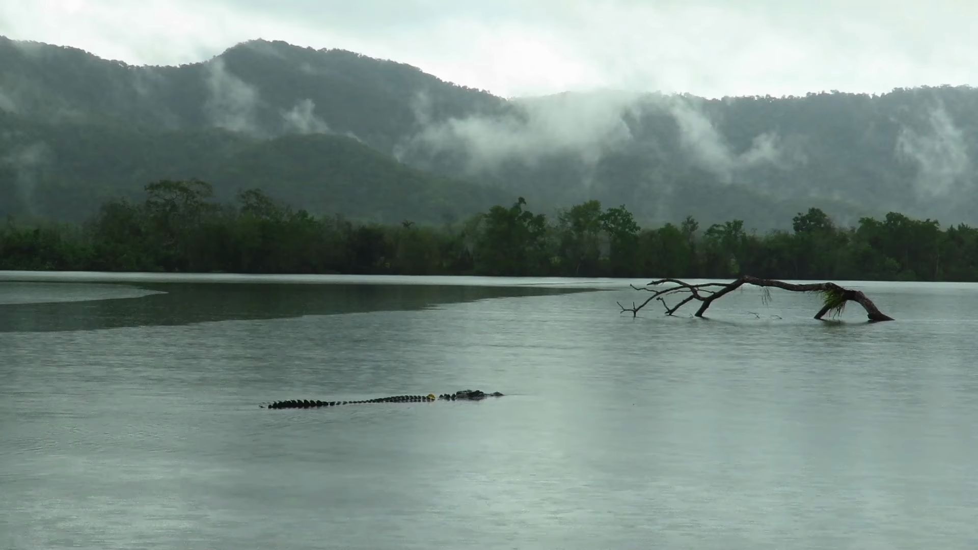 Daintree River, Bilibili, Travel vlog, Natural wonders, 1920x1080 Full HD Desktop