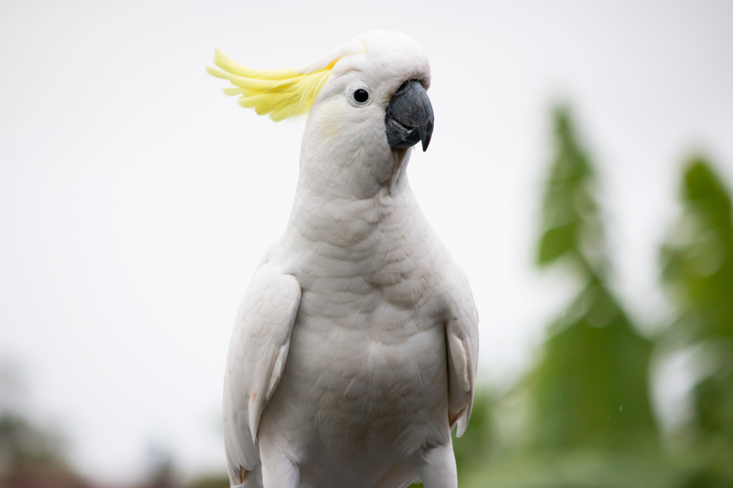 Cockatoo, Animals, Death Metal Song, Second Hand, 2500x1670 HD Desktop