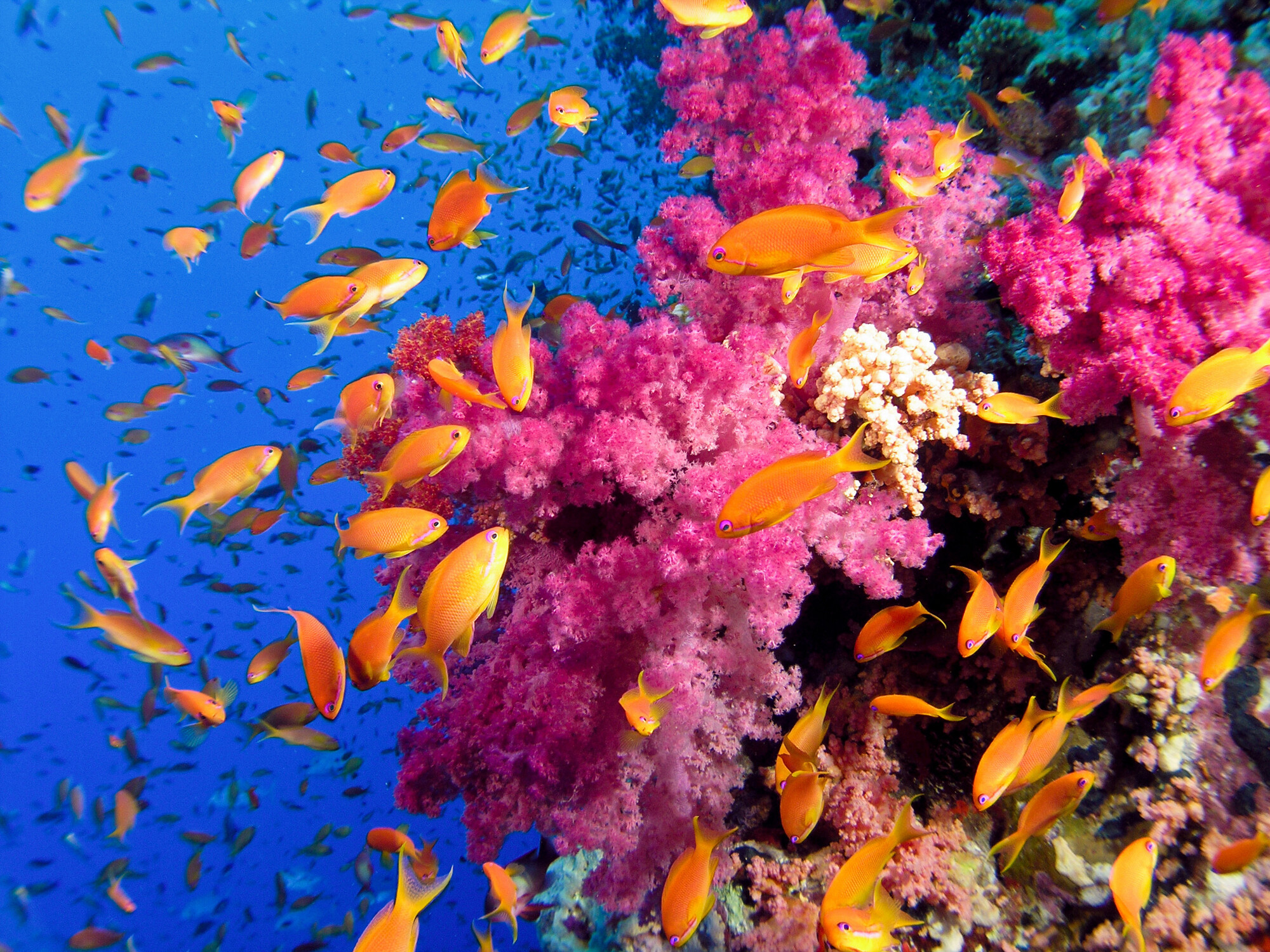 Great Barrier Reef, Tropical underwater color, 2000x1500 HD Desktop