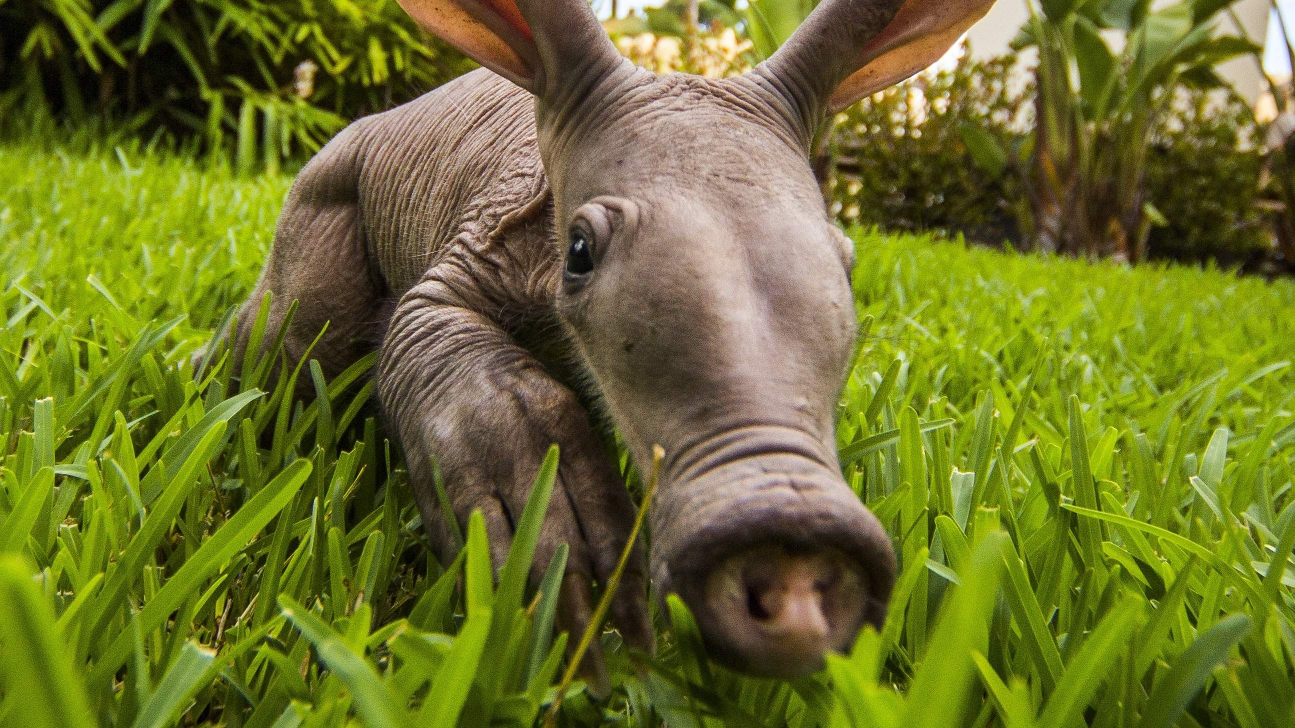 Aardvark wallpaper, Striking aardvark imagery, Aardvark in its natural habitat, Aardvark in art, 2590x1460 HD Desktop