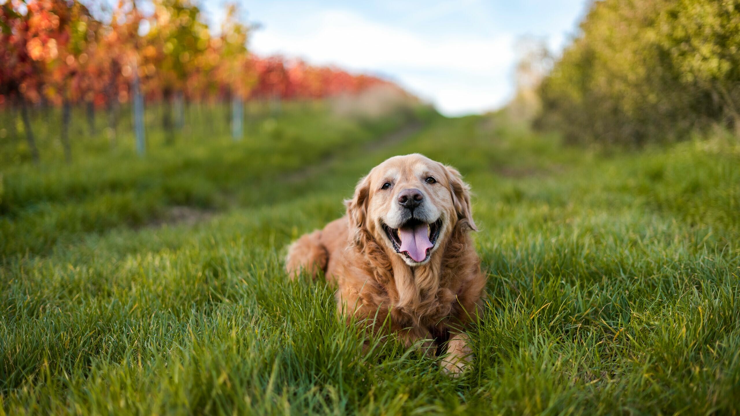 Golden Retriever, Stunning 5K resolution, Breathtaking beauty, Nature's masterpiece, 2560x1440 HD Desktop