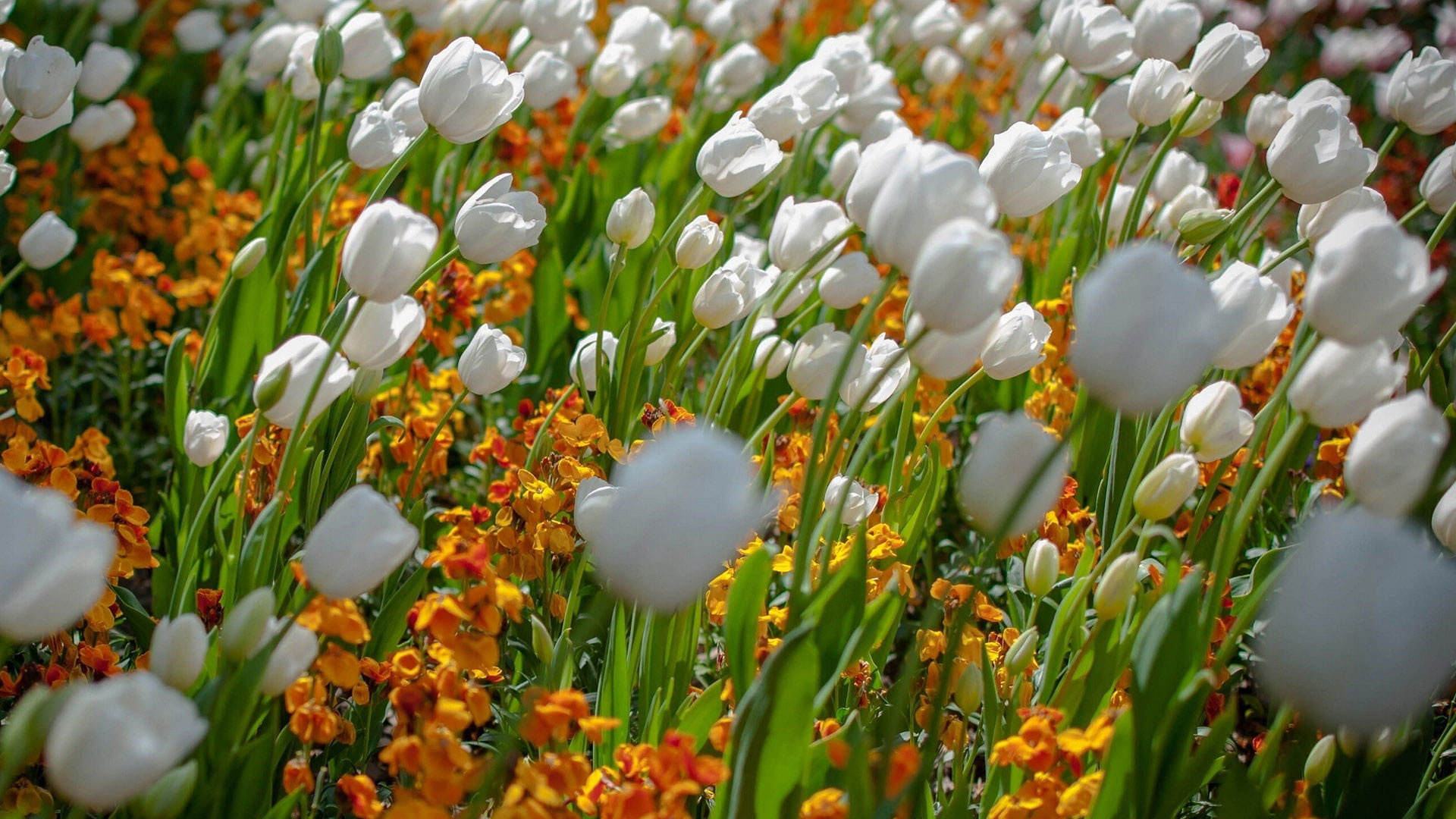 white tulips, orange wallflowers, blooming flowerbed, Full HD Desktop wallpaper