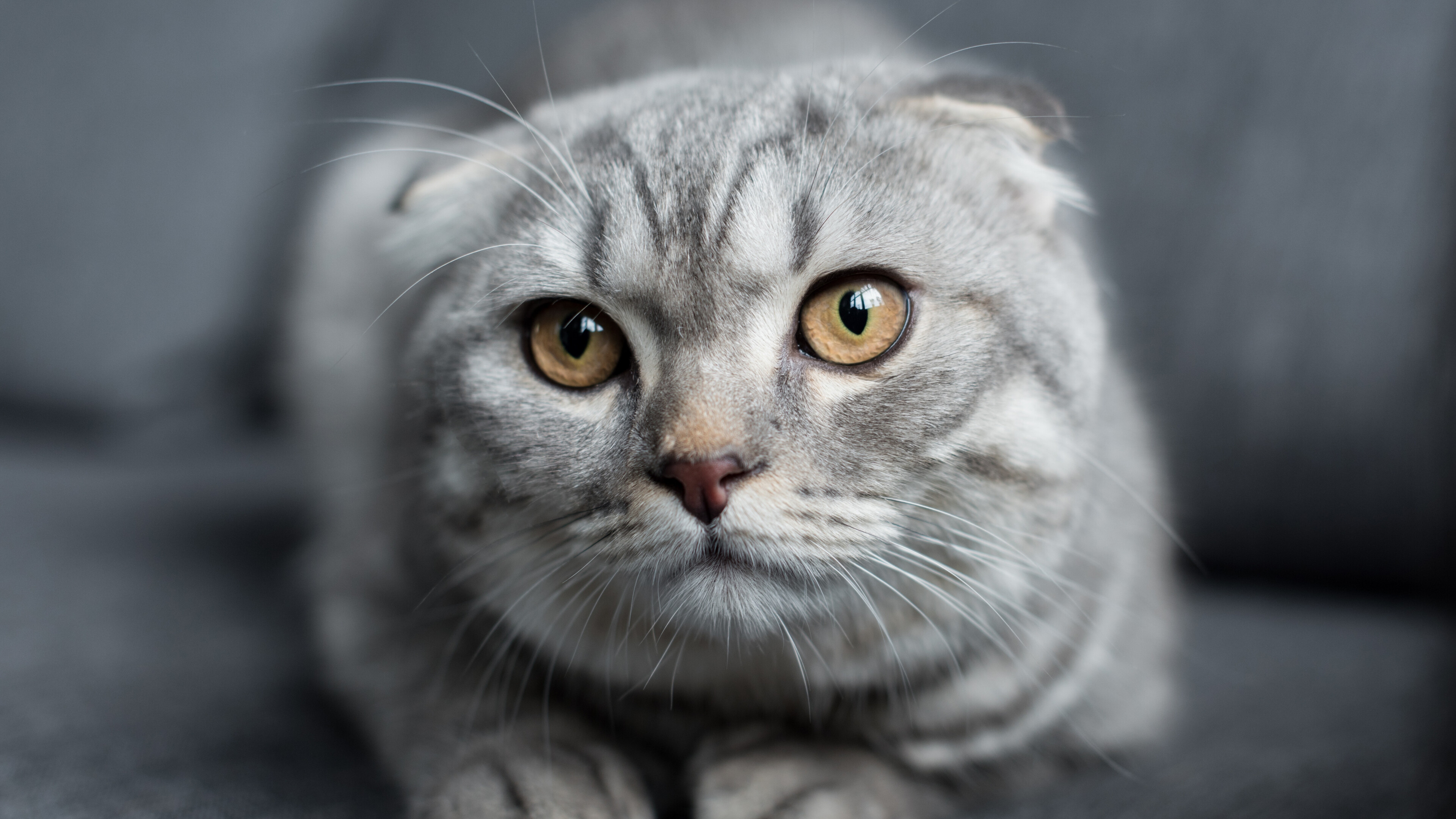 Silver tabby, Scottish Folds Wallpaper, 3840x2160 4K Desktop