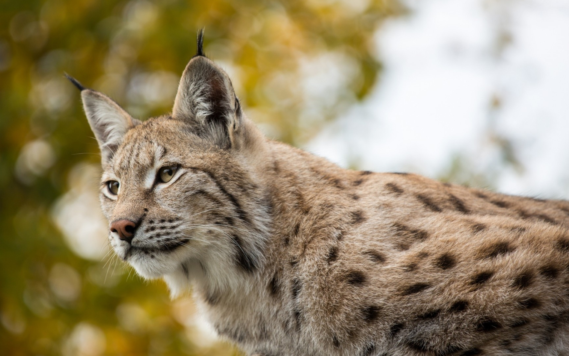 Cute lynx, Feline predator, Majestic creature, Wildlife photography, 1920x1200 HD Desktop