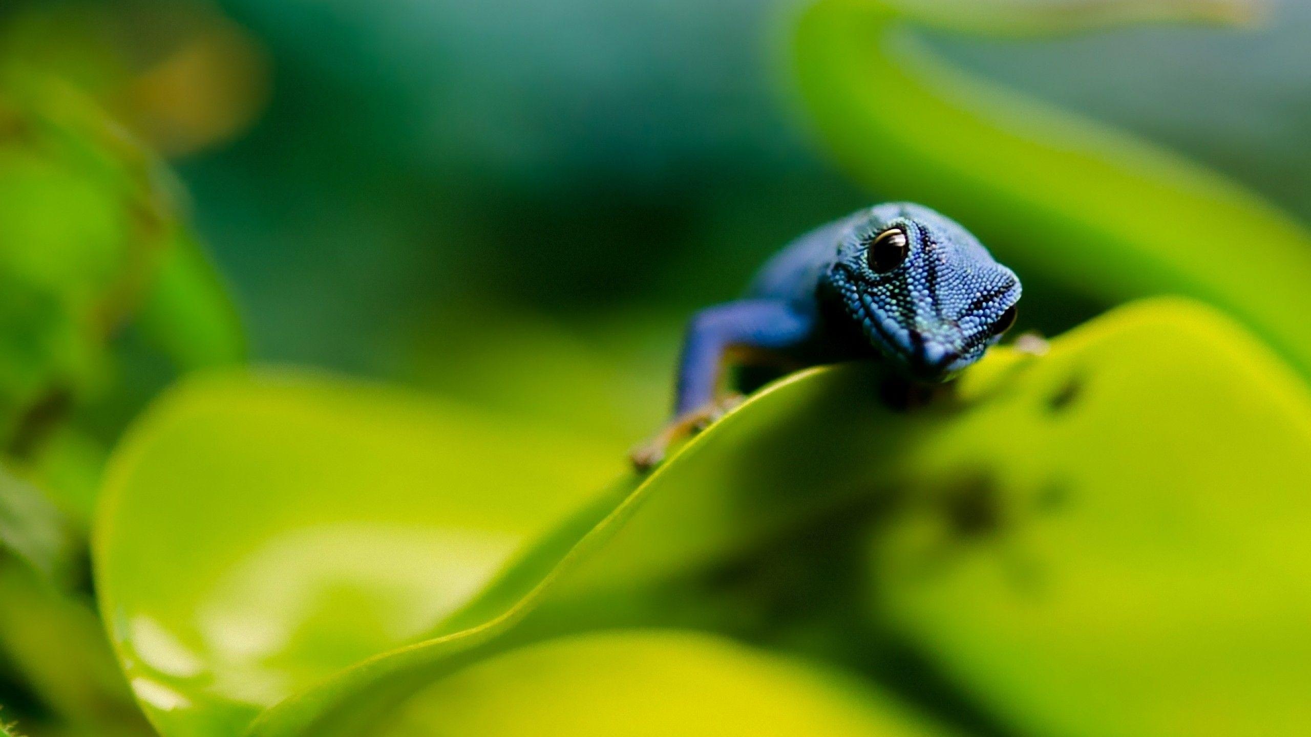 Lygodactylus williamsi, Geckos Wallpaper, 2560x1440 HD Desktop