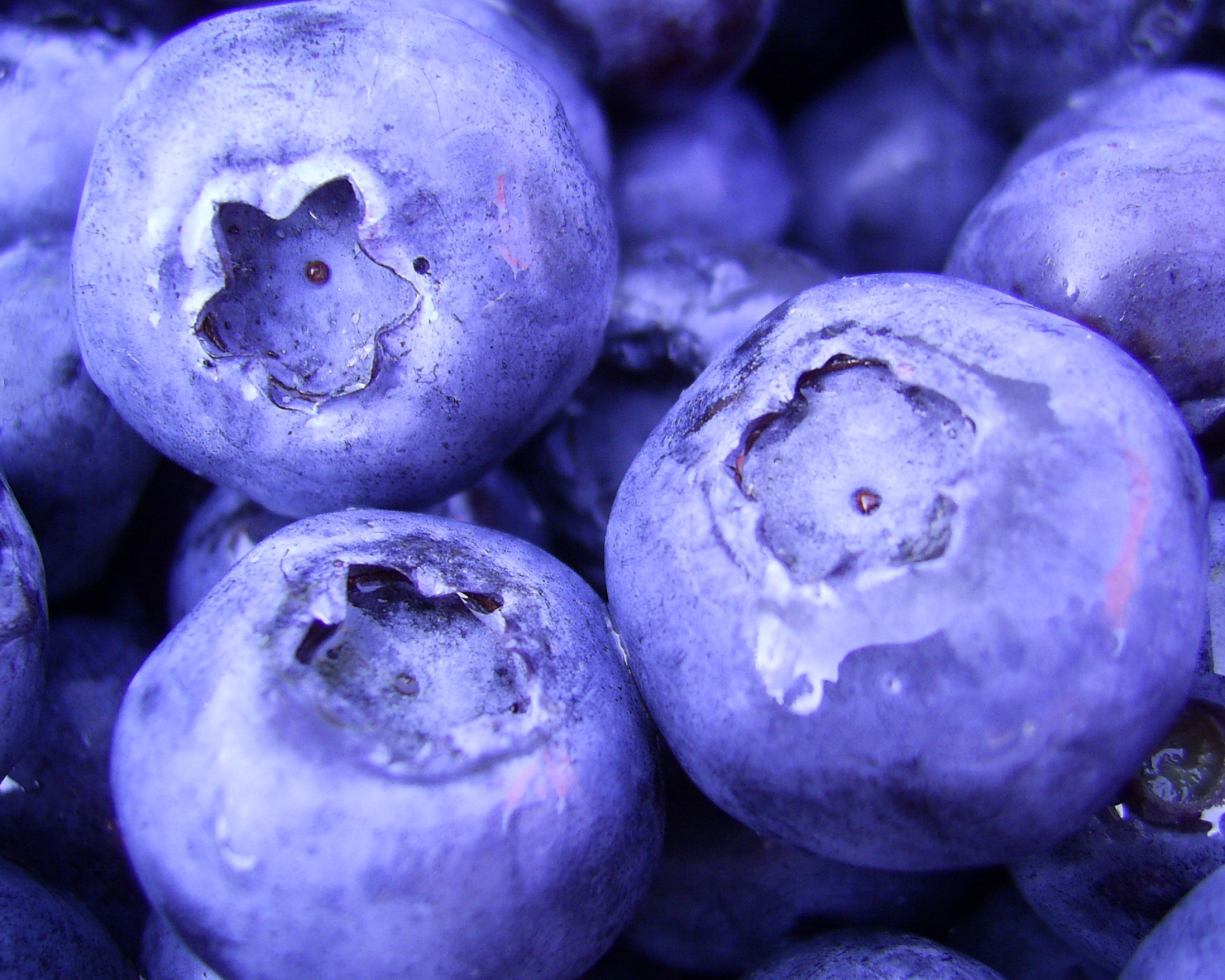 Blueberry desktop wallpaper, UHD TV compatibility, Stunning background, High-resolution beauty, 2560x2050 HD Desktop