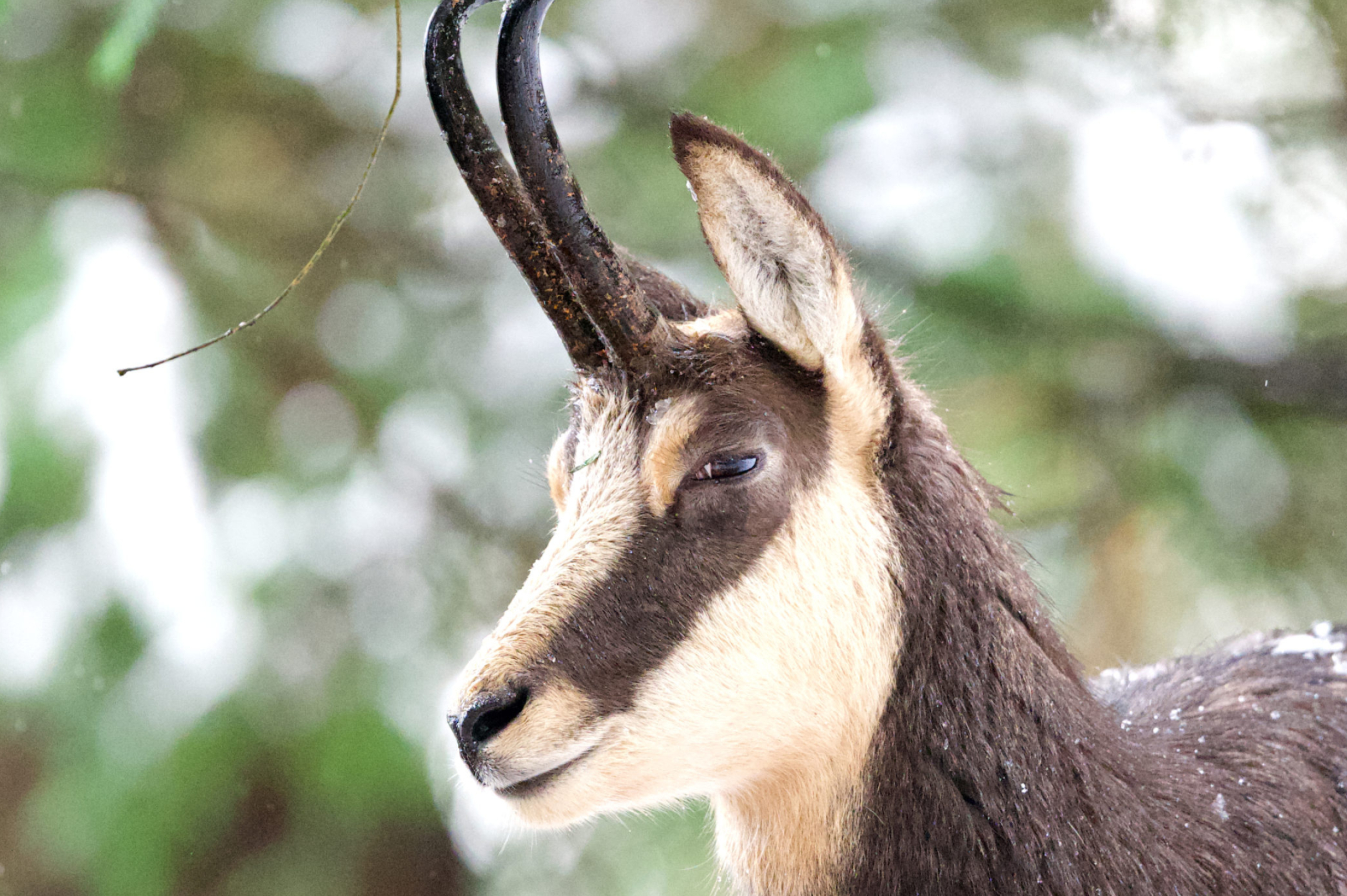 Chamois species, Shared happiness, Playful mountain residents, Joyful wildlife, 2560x1710 HD Desktop